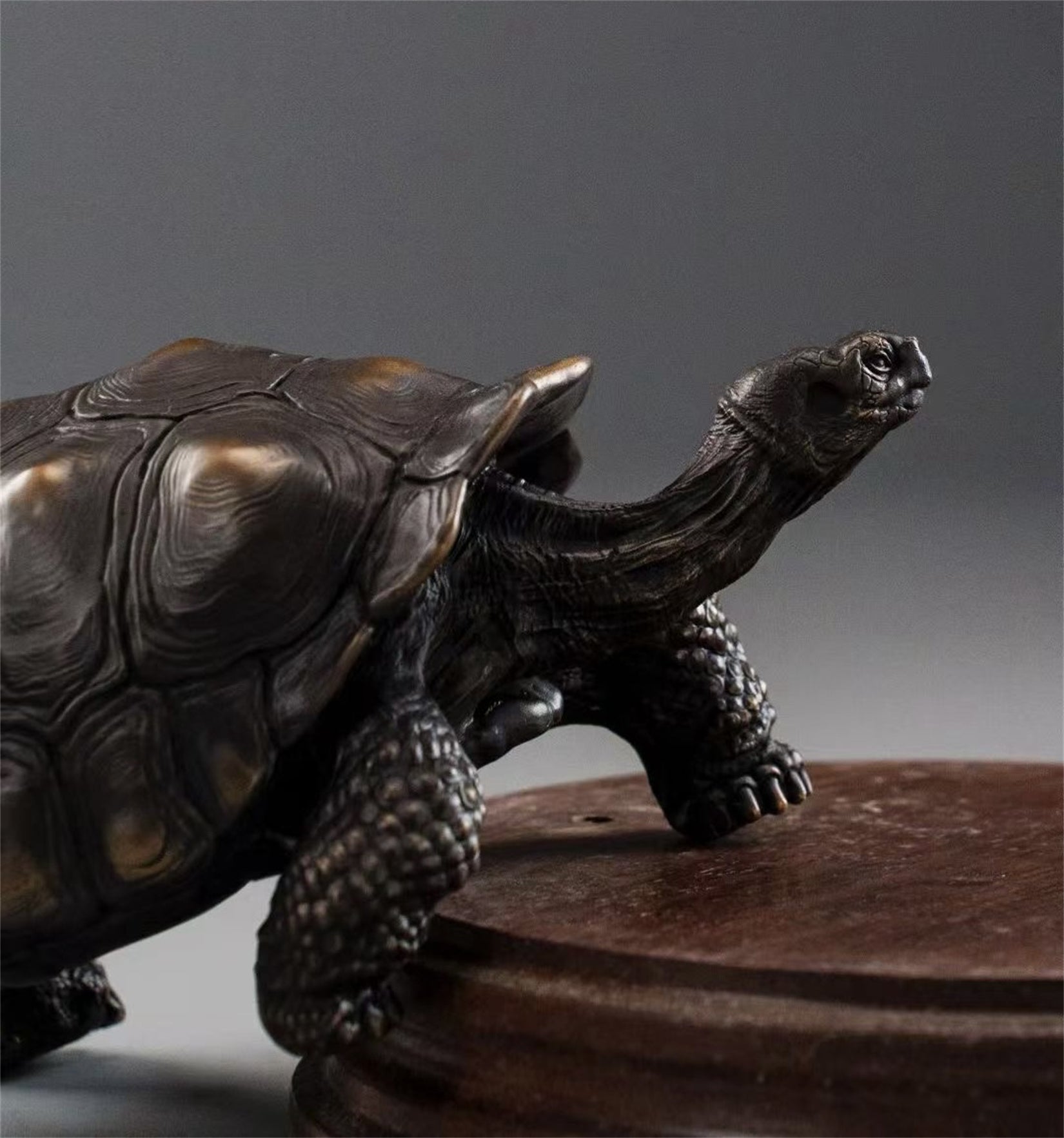 BOWUZHI Studio Plus Chelonoidis Galapagoensis Model