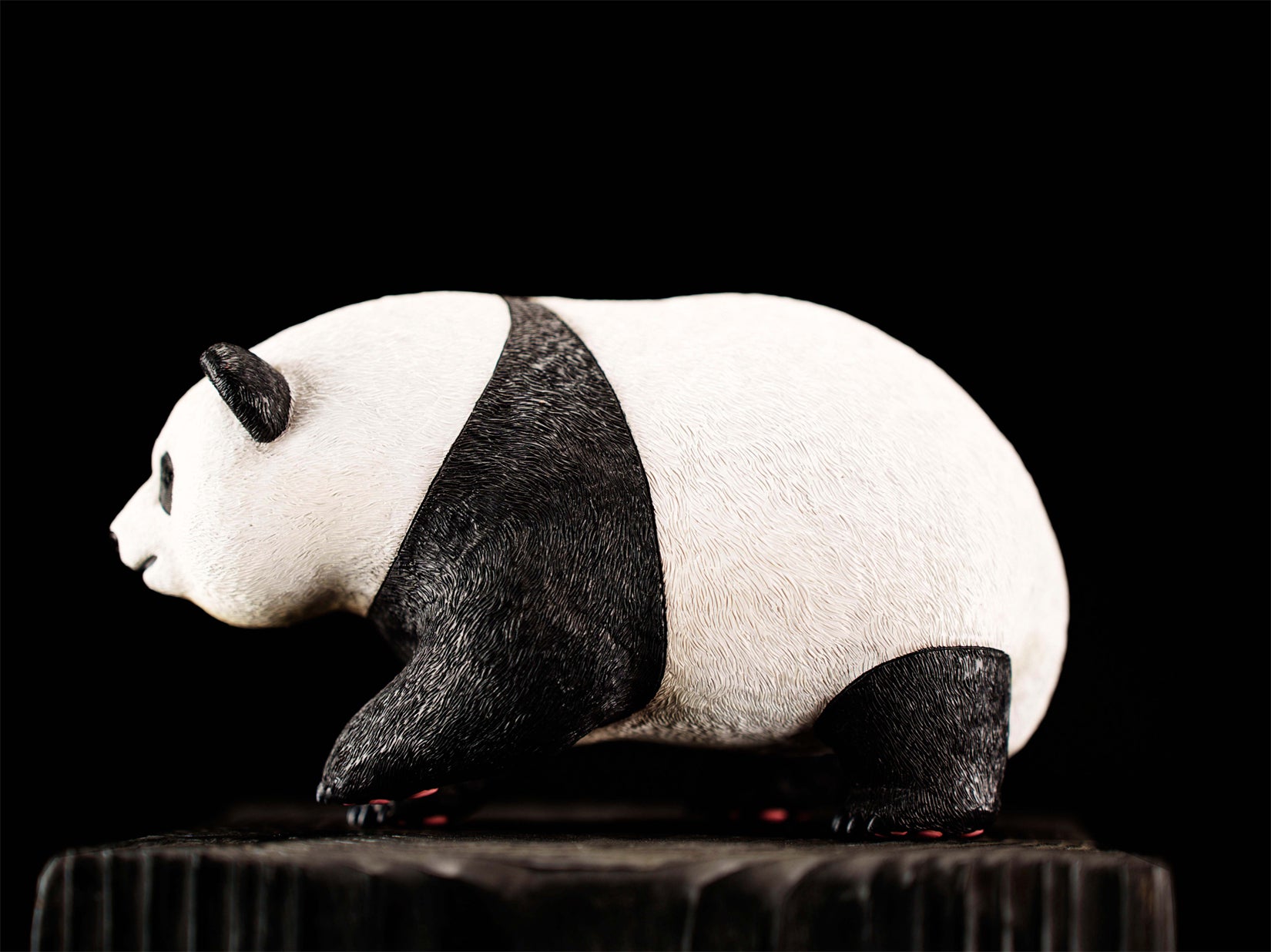 Schildkröten-Serie Tiermodell