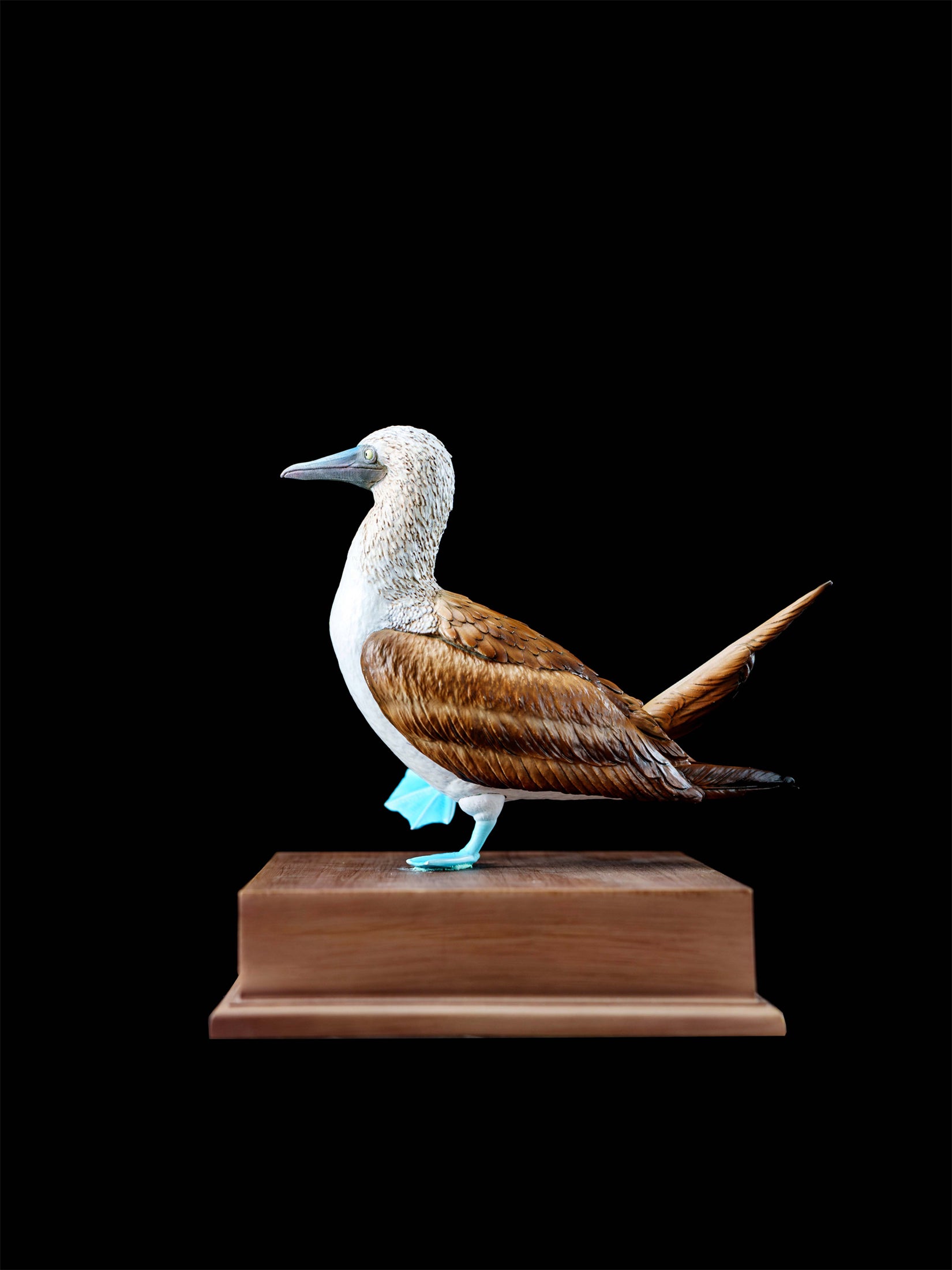 Schildkröten-Serie Tiermodell