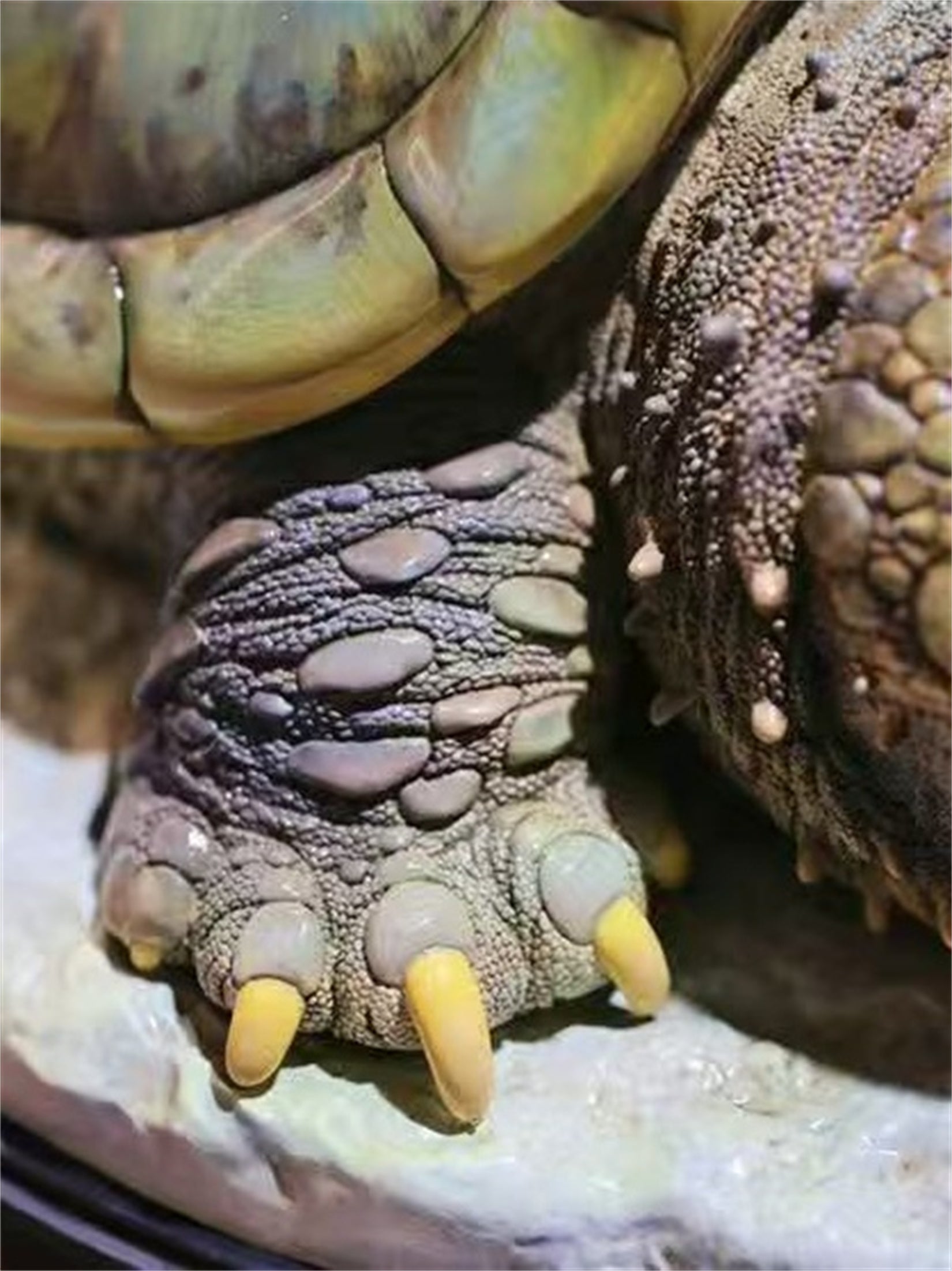 Animal Heavenly Body Plus Alligator Snapping Turtle Figurine