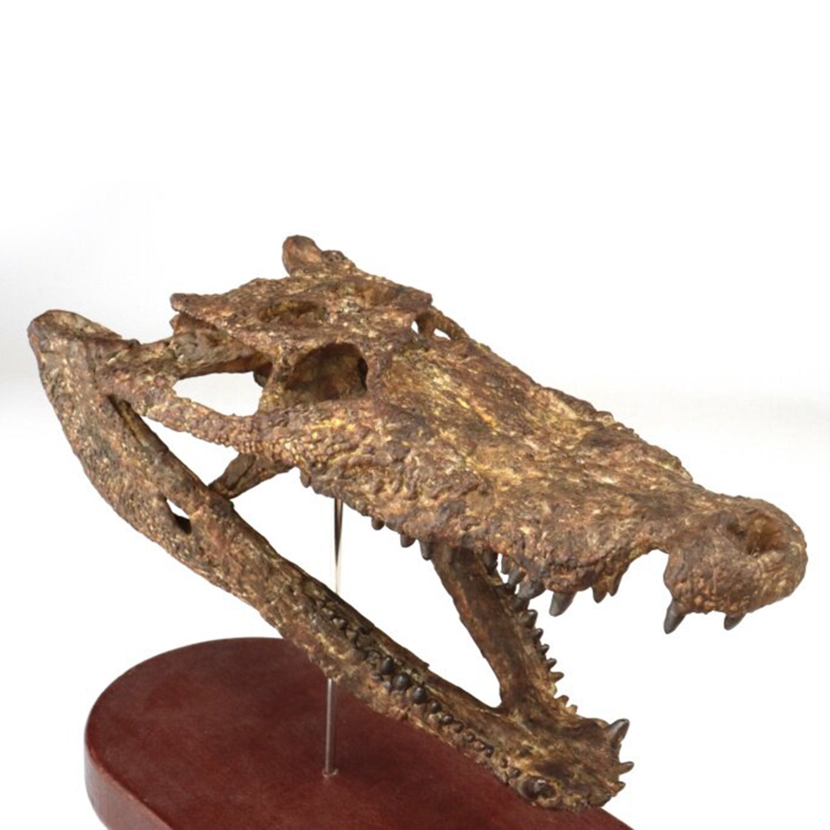 1:10 Scale 3D Printed Crocodile Skull Fossil Resin Model