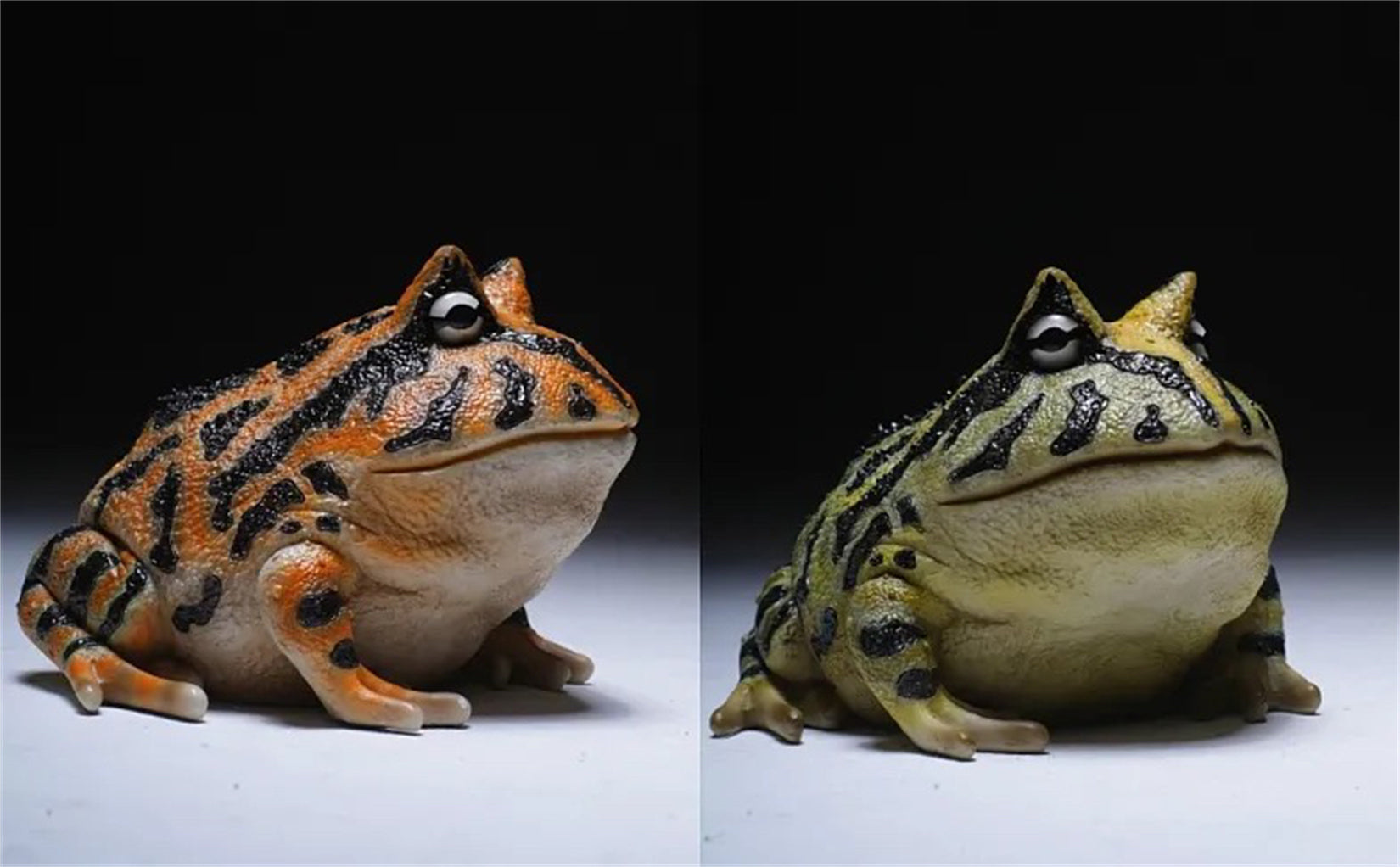 Schildkröten-Serie Tiermodell