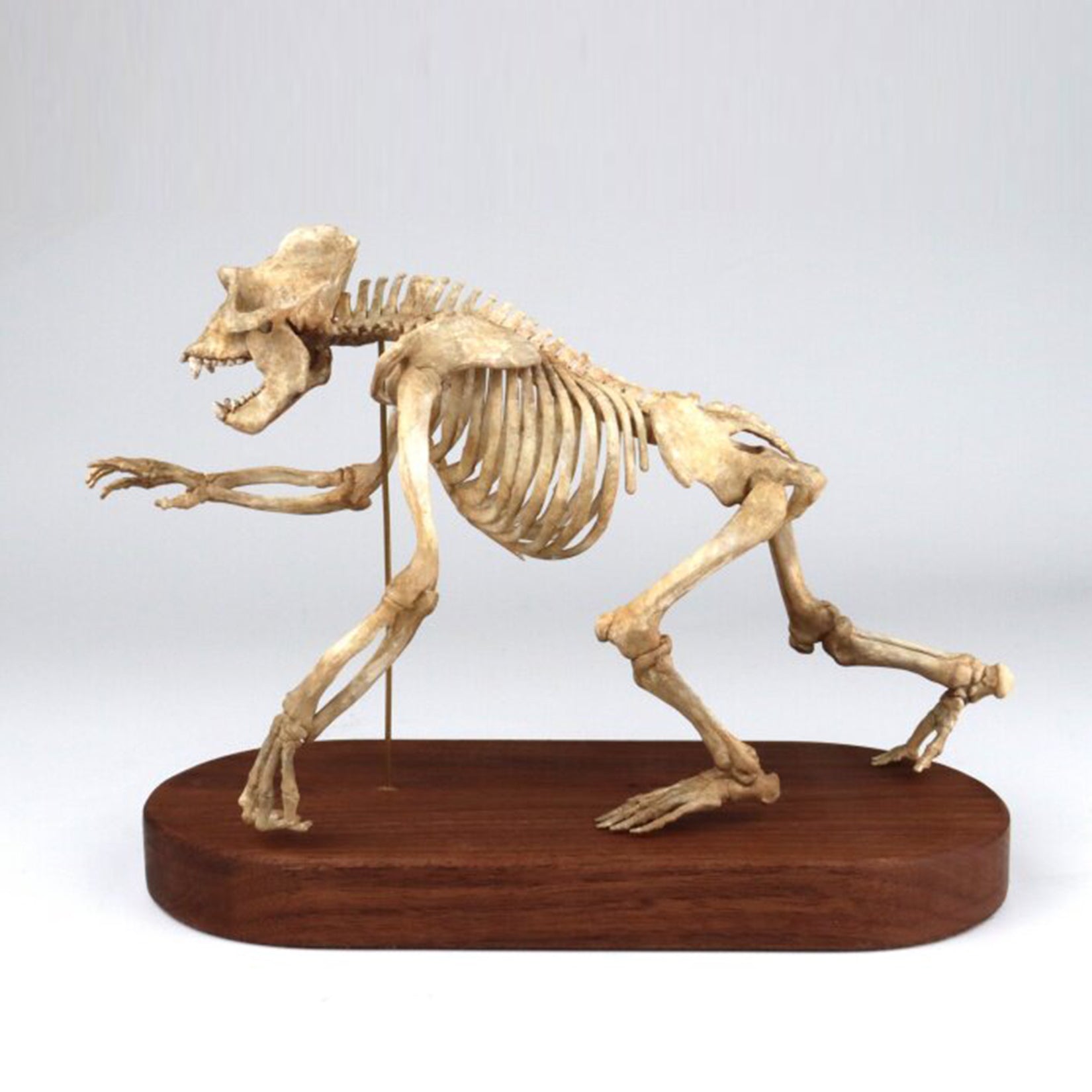 1:10 Scale 3D Printed Gorilla Skeleton Figurine