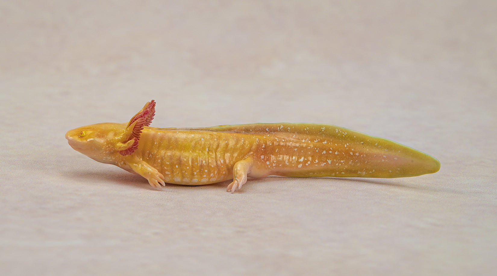 1:2 Scale Ambystoma Mexicanum Model Axolotl Figure