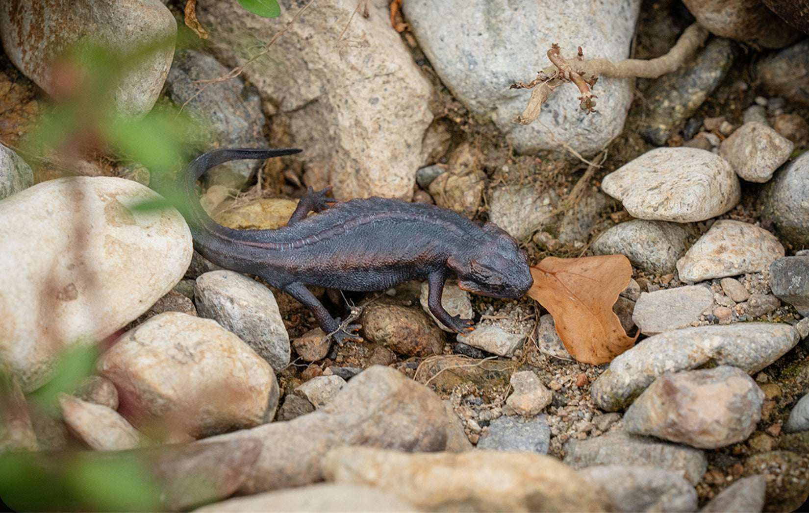 Echinotriton Chinhaiensis Model