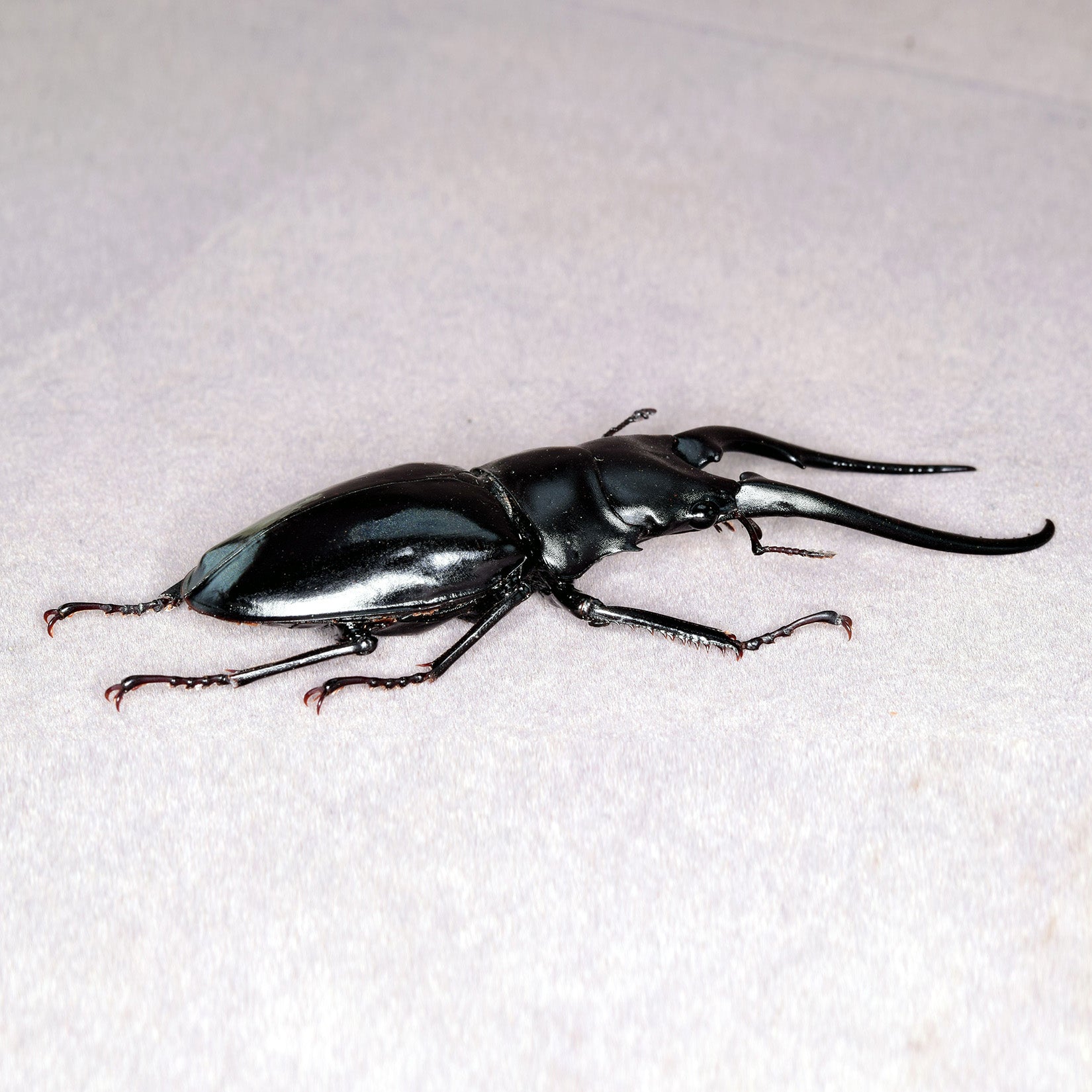 Wunderschöne Chemiepuppe im Maßstab 1:6