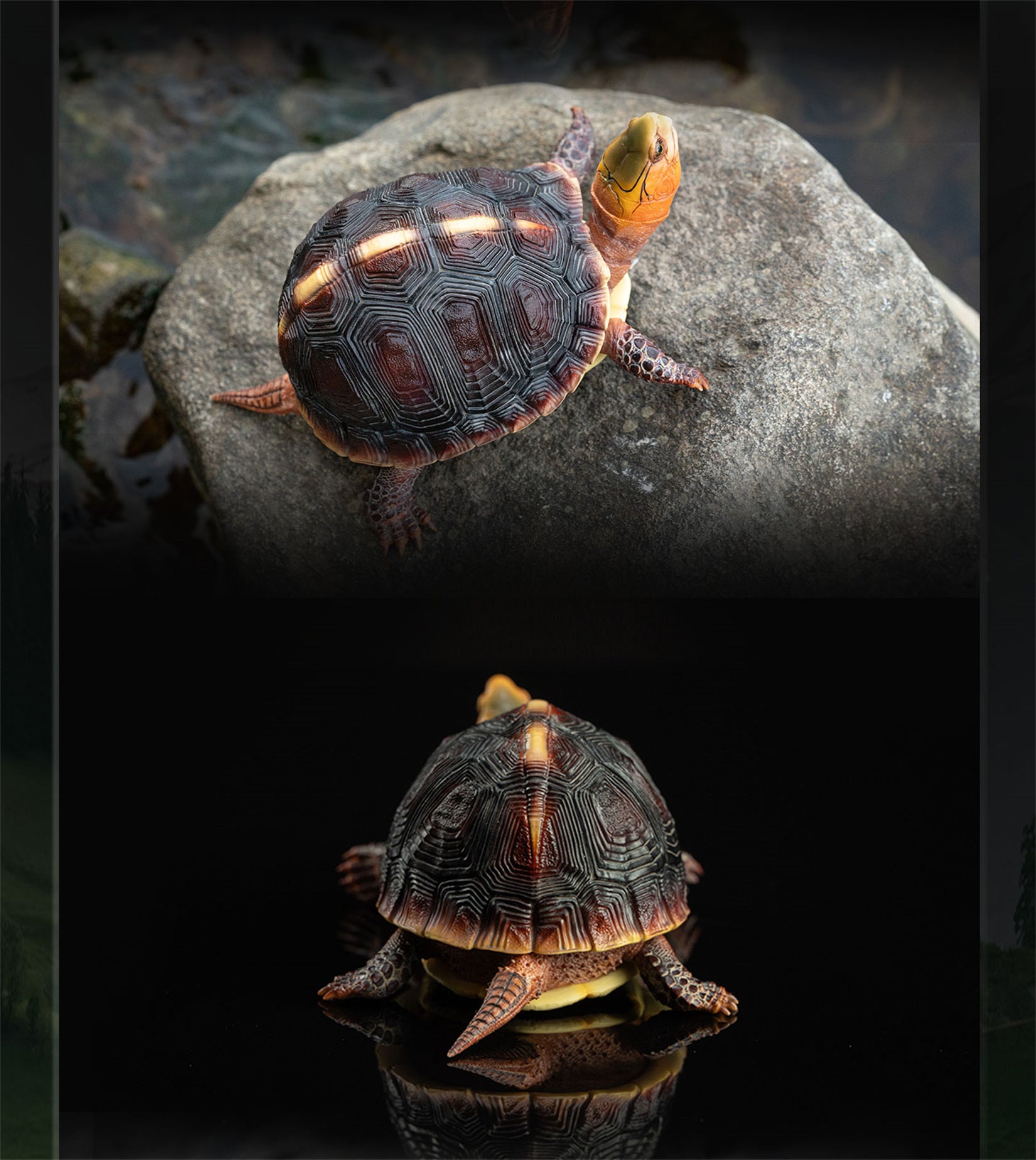 Cuora Flavomarginata Turtle Model