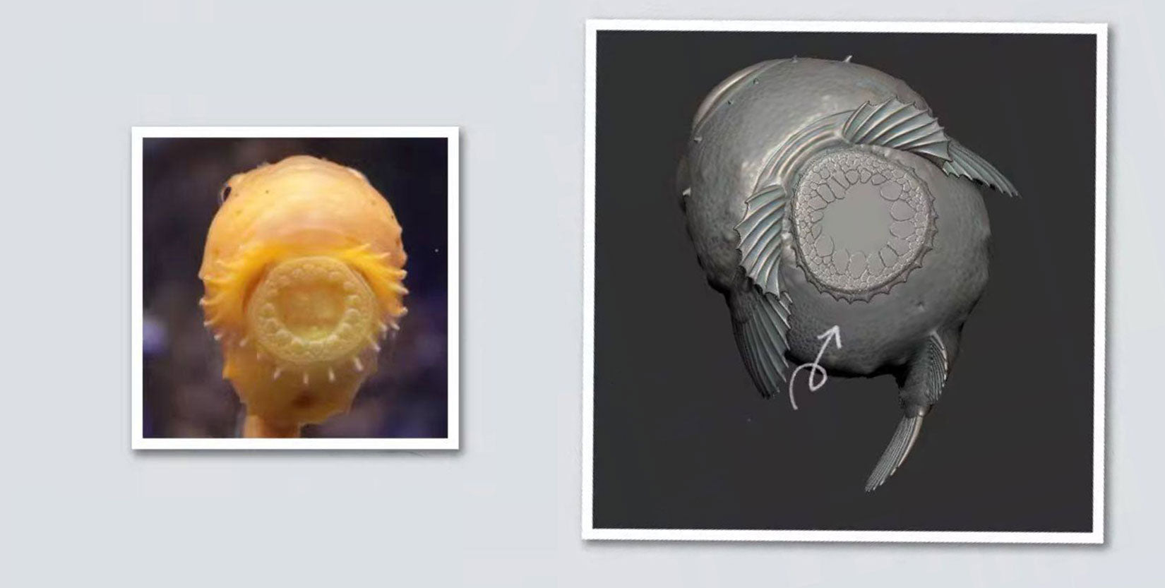 Schildkröten-Serie Tiermodell