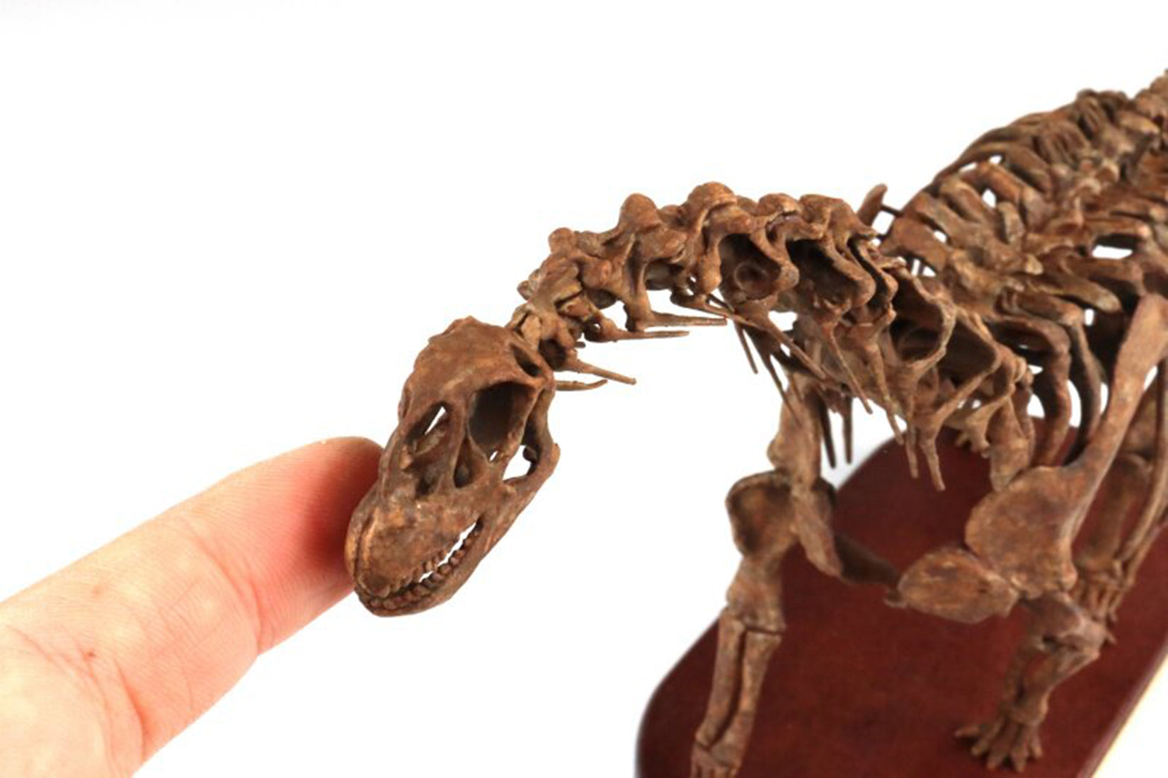 1:35 Scale 3D Printed Camarasaurus Skeleton Dinosaur Figurine