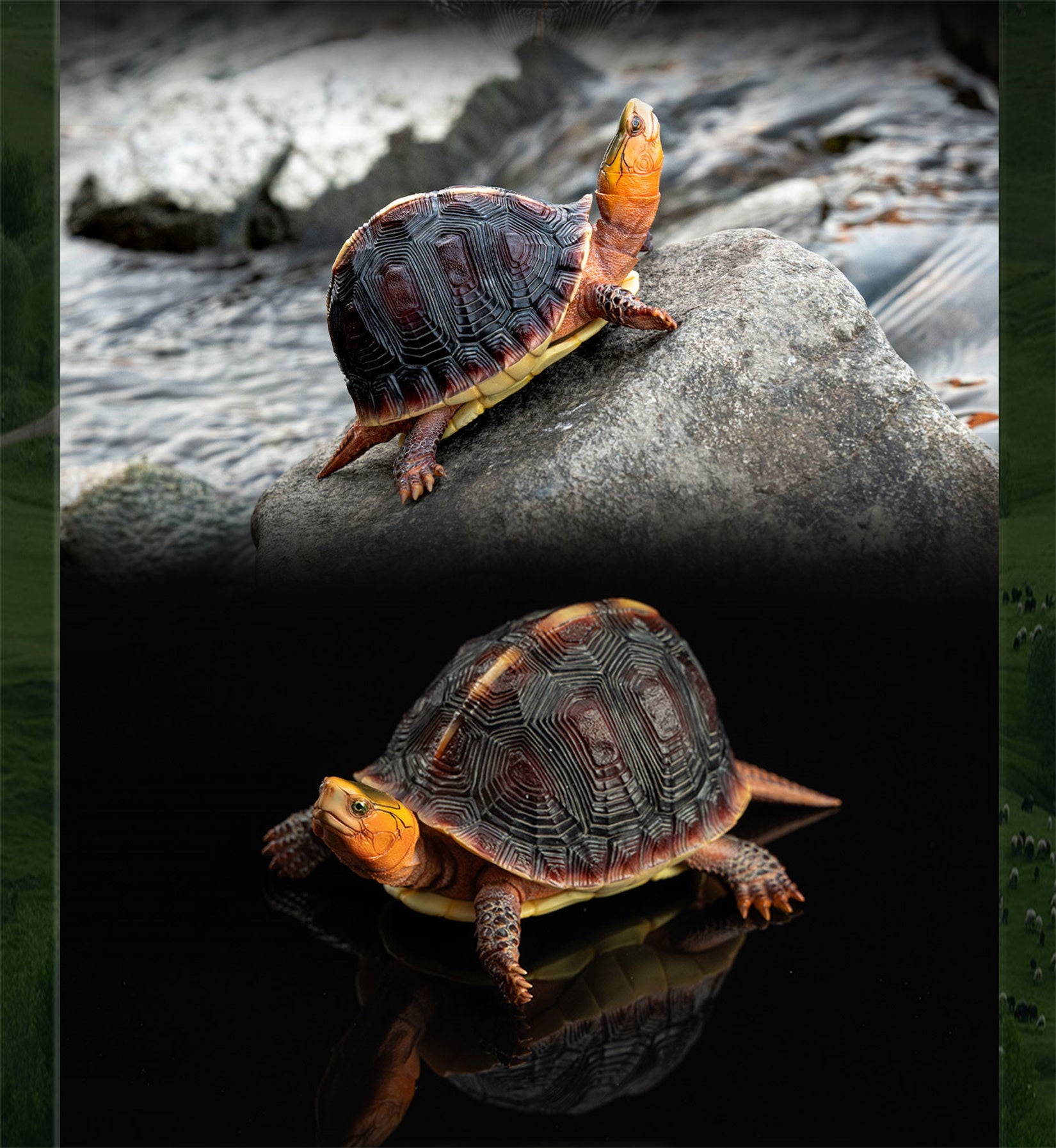 Cuora Flavomarginata Turtle Model