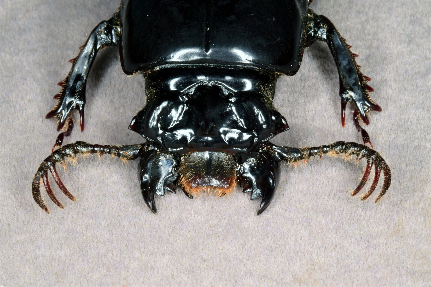 Proculus Goryi Insect Model