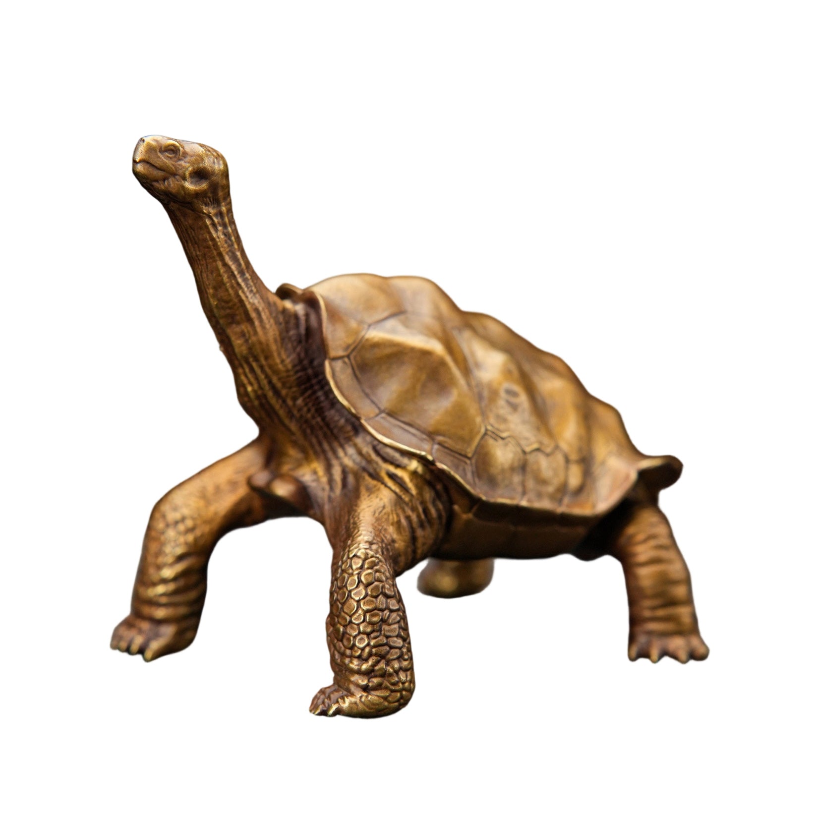BOWUZHI Studio Galapagos Giant Tortoise Figure