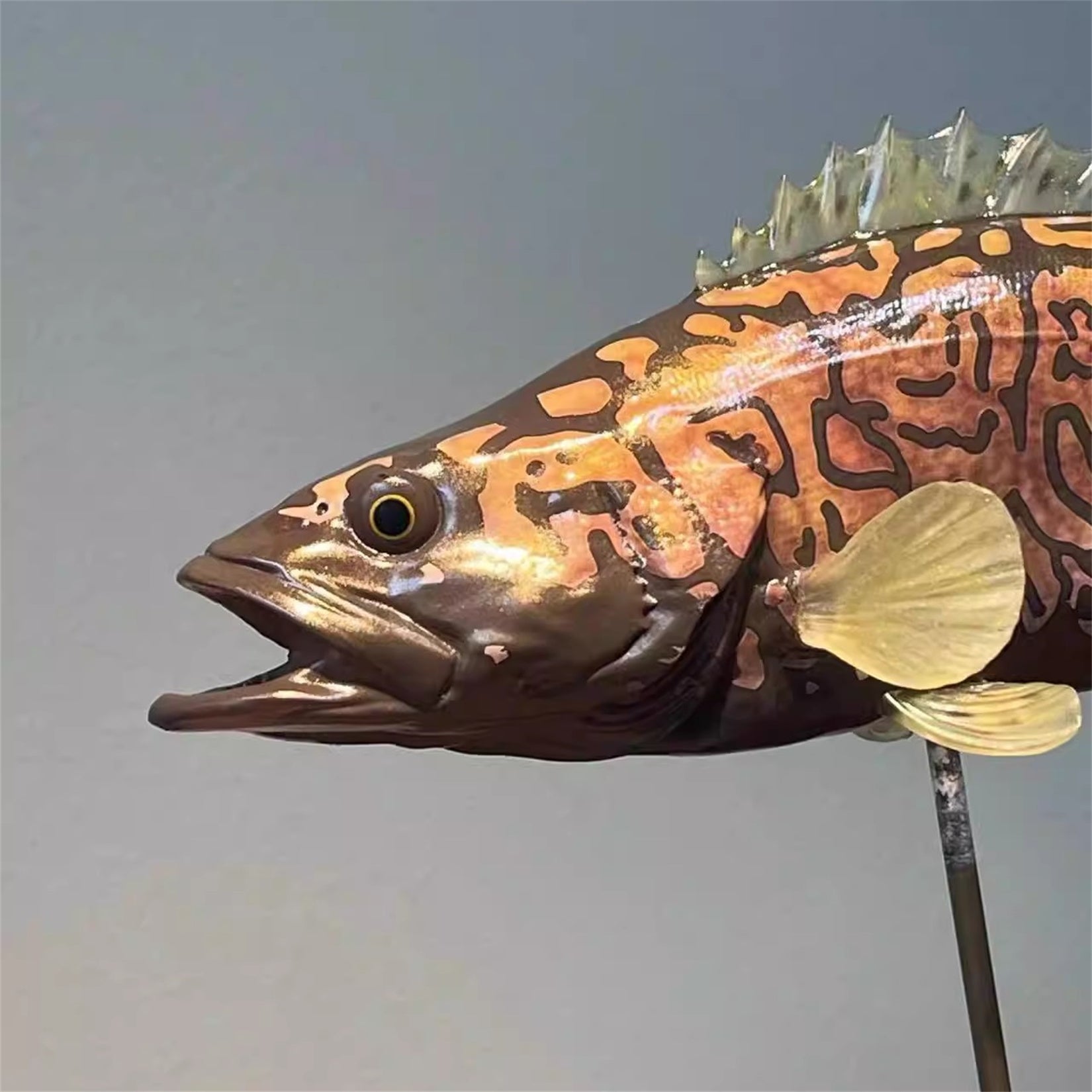 Modèle 3D de Siniperca Scherzeri