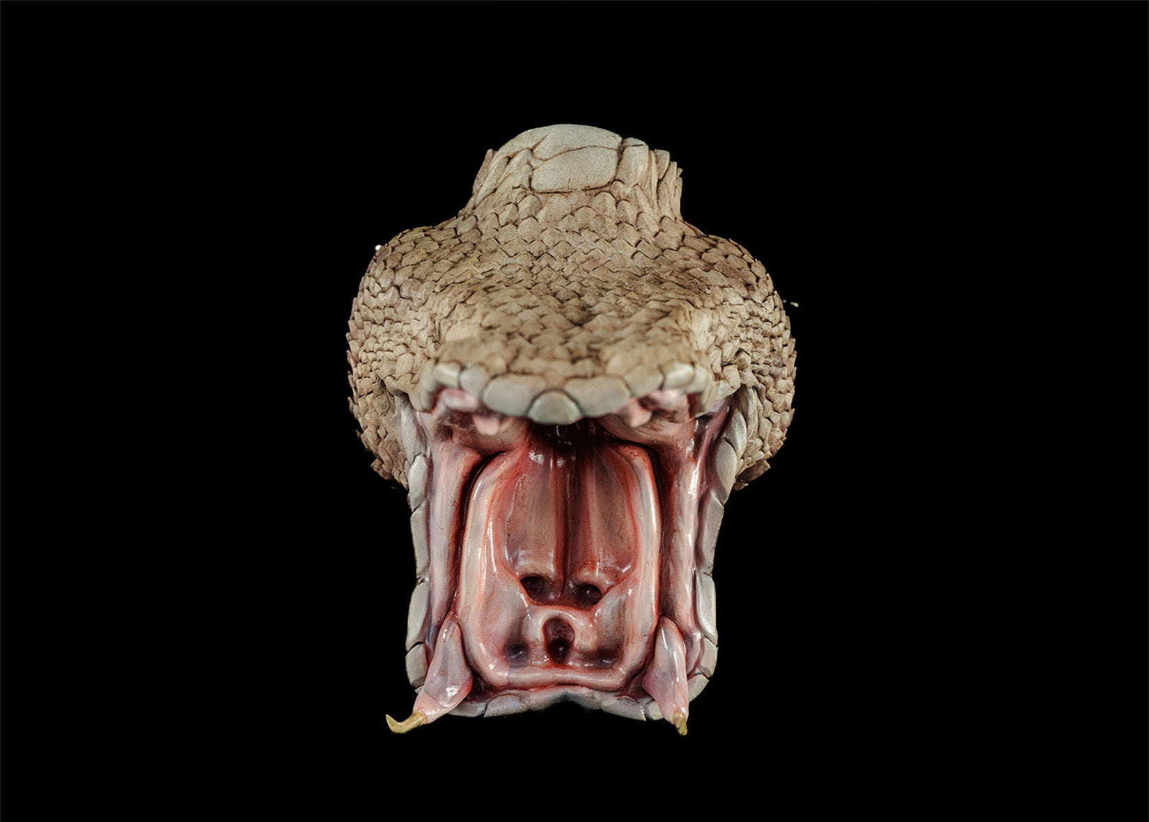 Cerastes Cornutus Snake Model