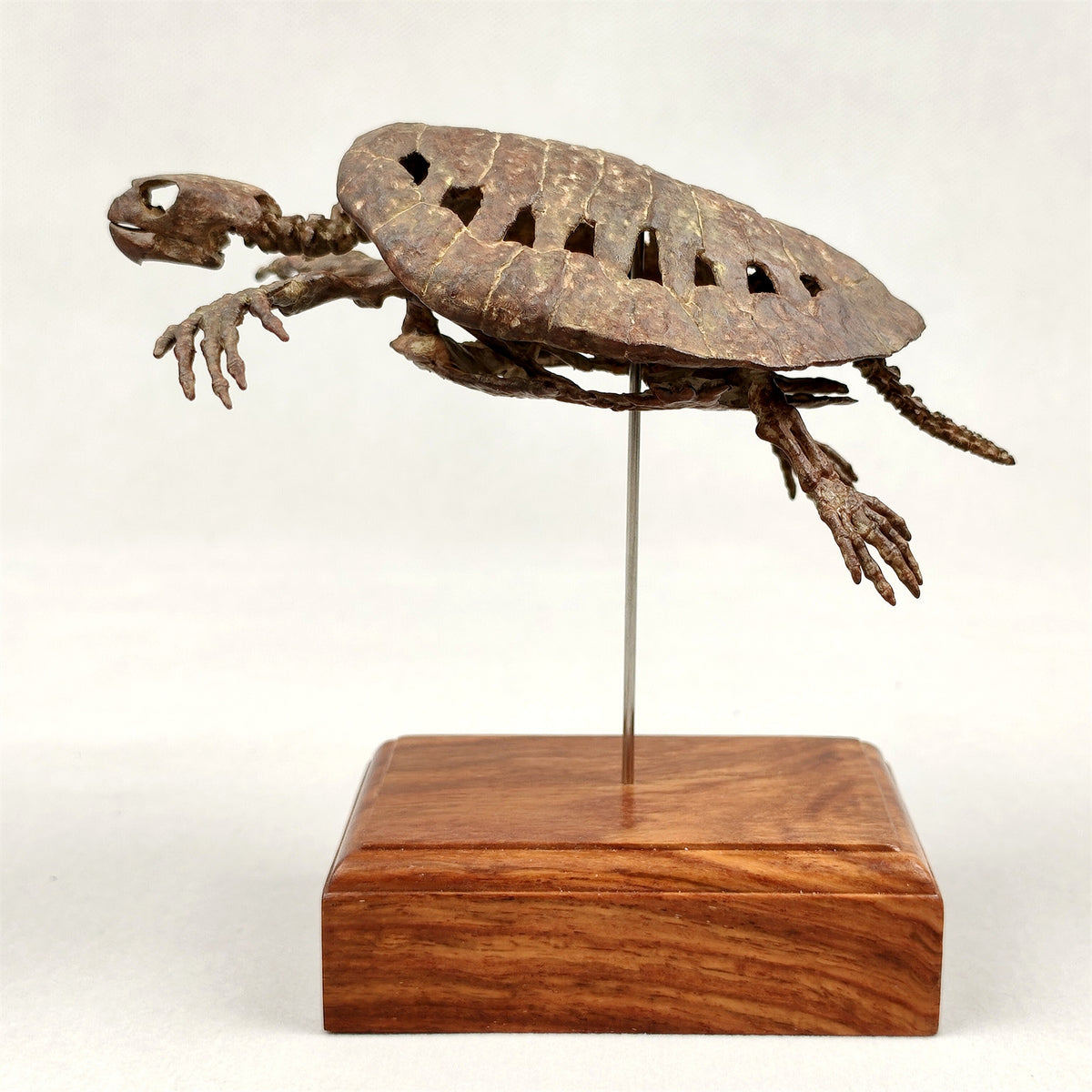 3D Printed 1:10 Scale Leatherback Turtle Skeleton Model