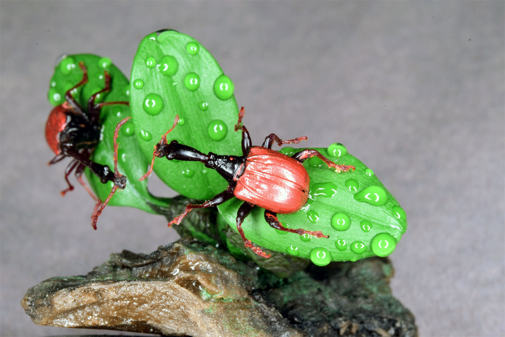 Trachelophorus Giraffa Insect Model