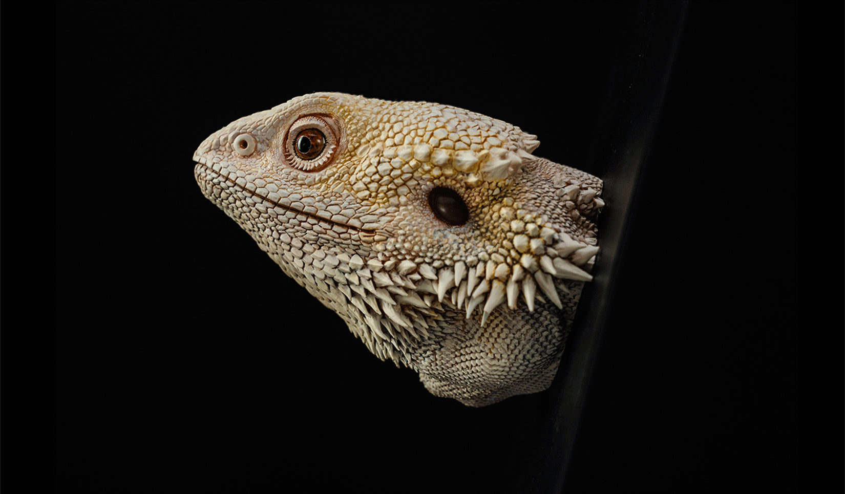 Pogona Vitticeps Head Model