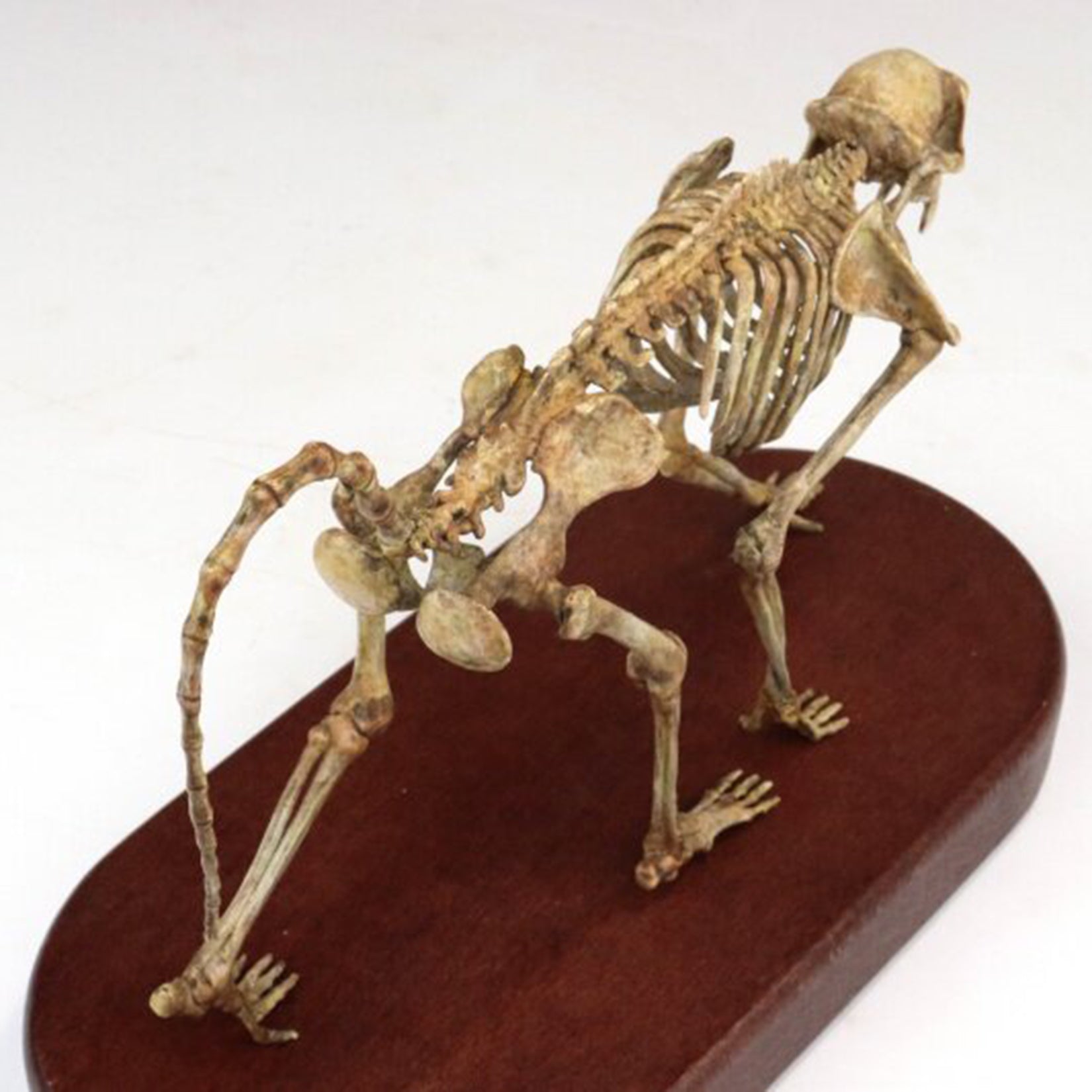 1:5 Scale 3D Printed Baboon Skeleton Display Figurine