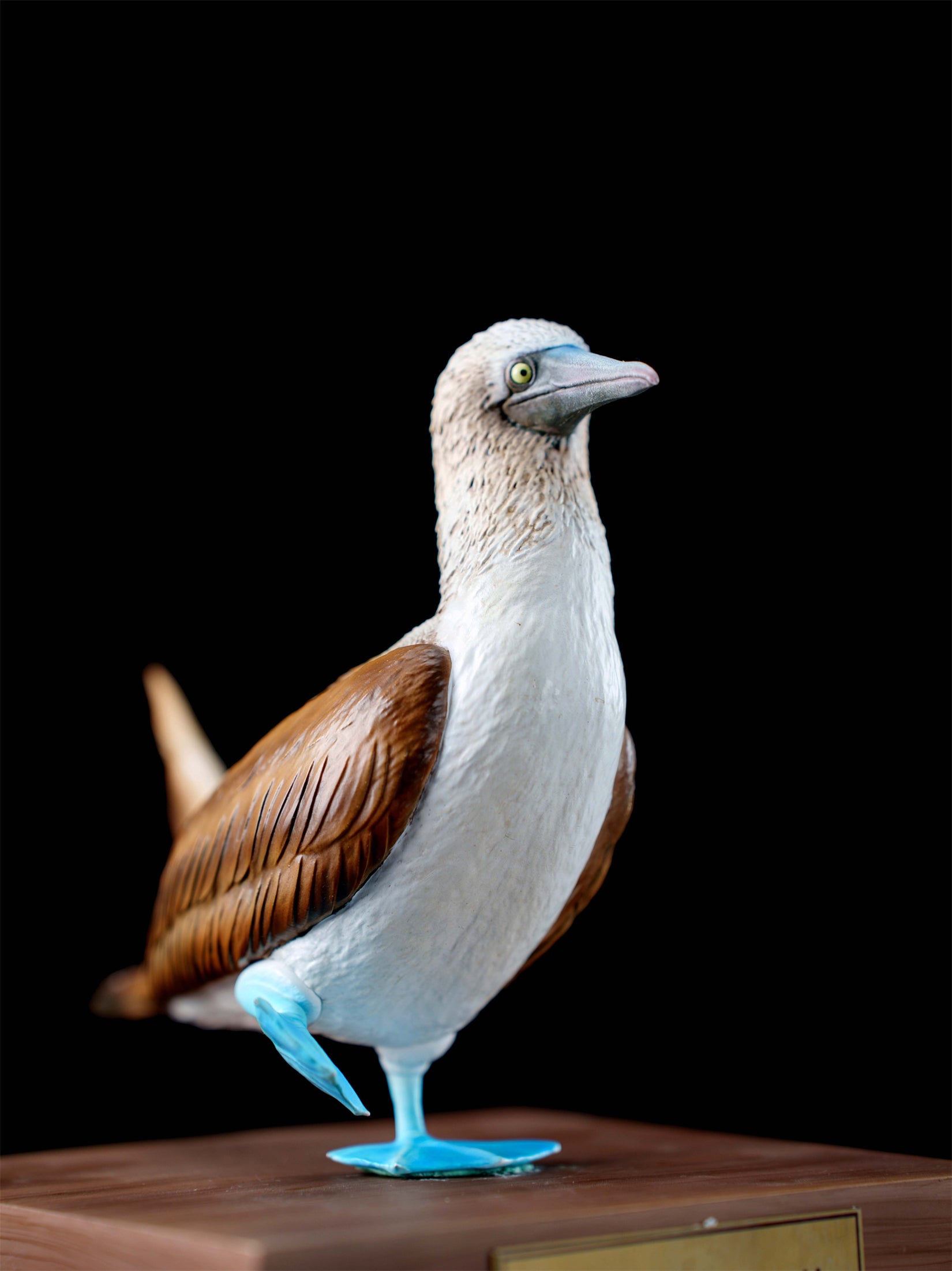 Schildkröten-Serie Tiermodell