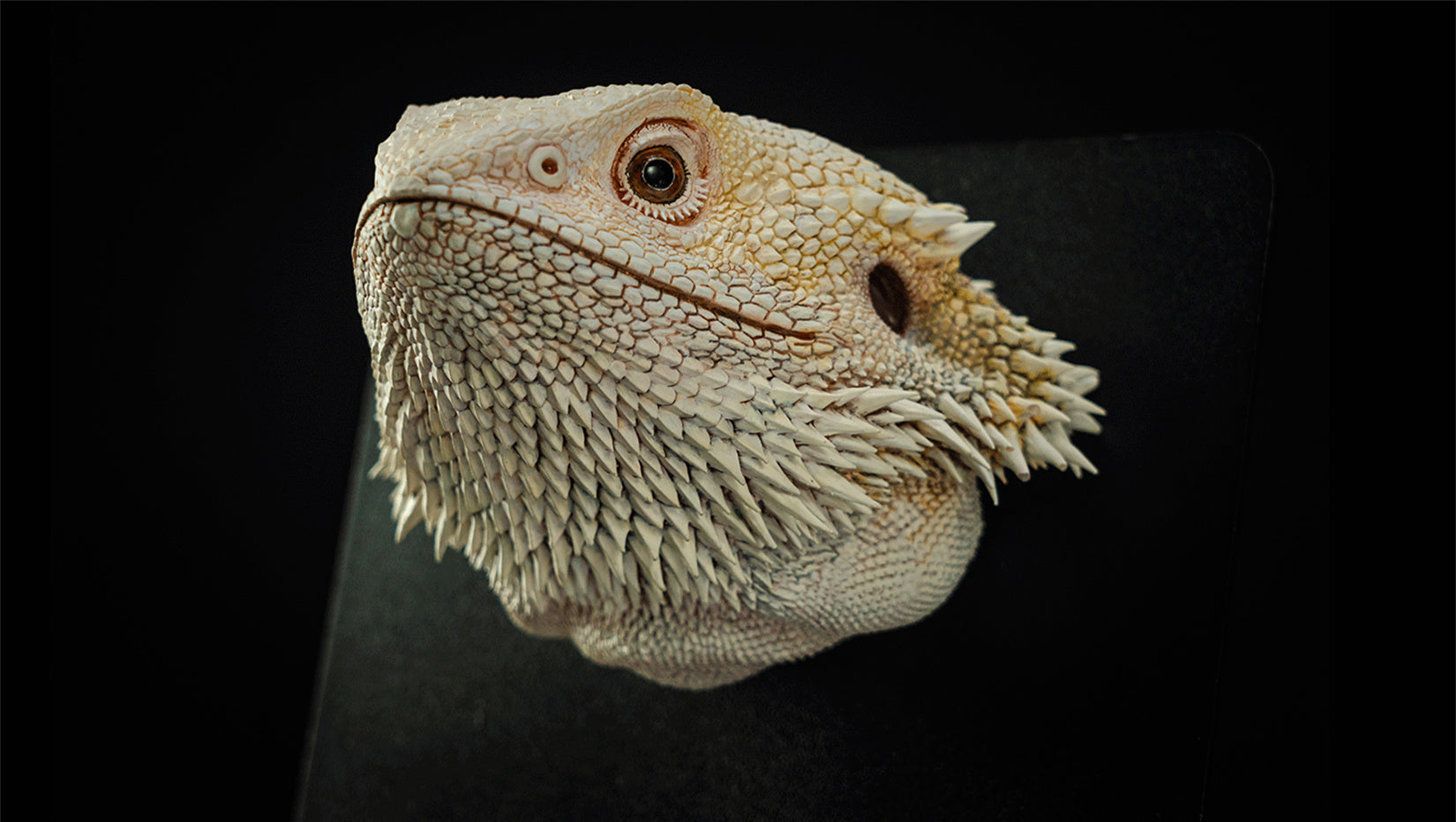 Pogona Vitticeps Head Model