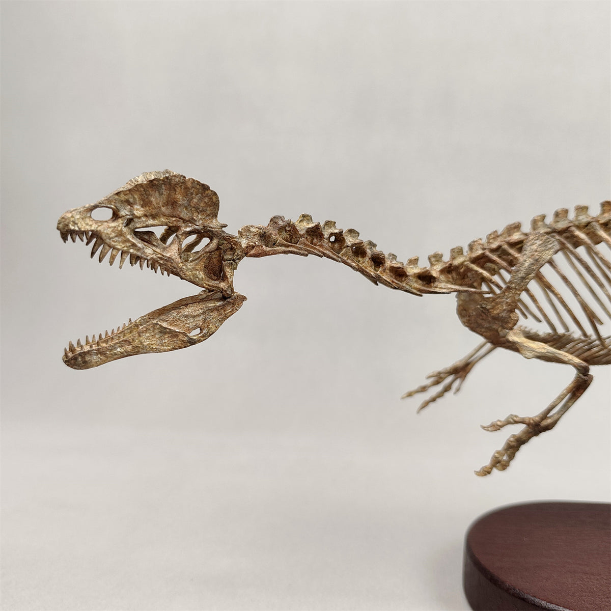 3D Printed 1:10 Scale Dilophosaurus Running Skull Model