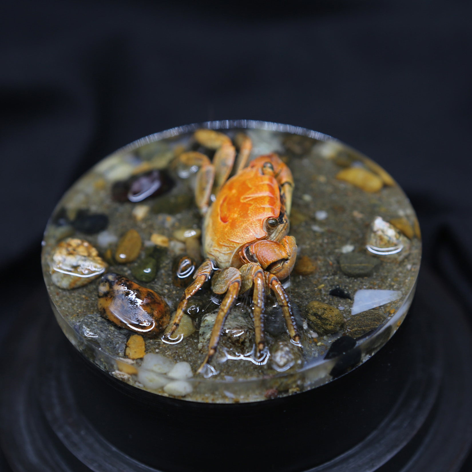 Red-Clawed Sesarmid Crab Model