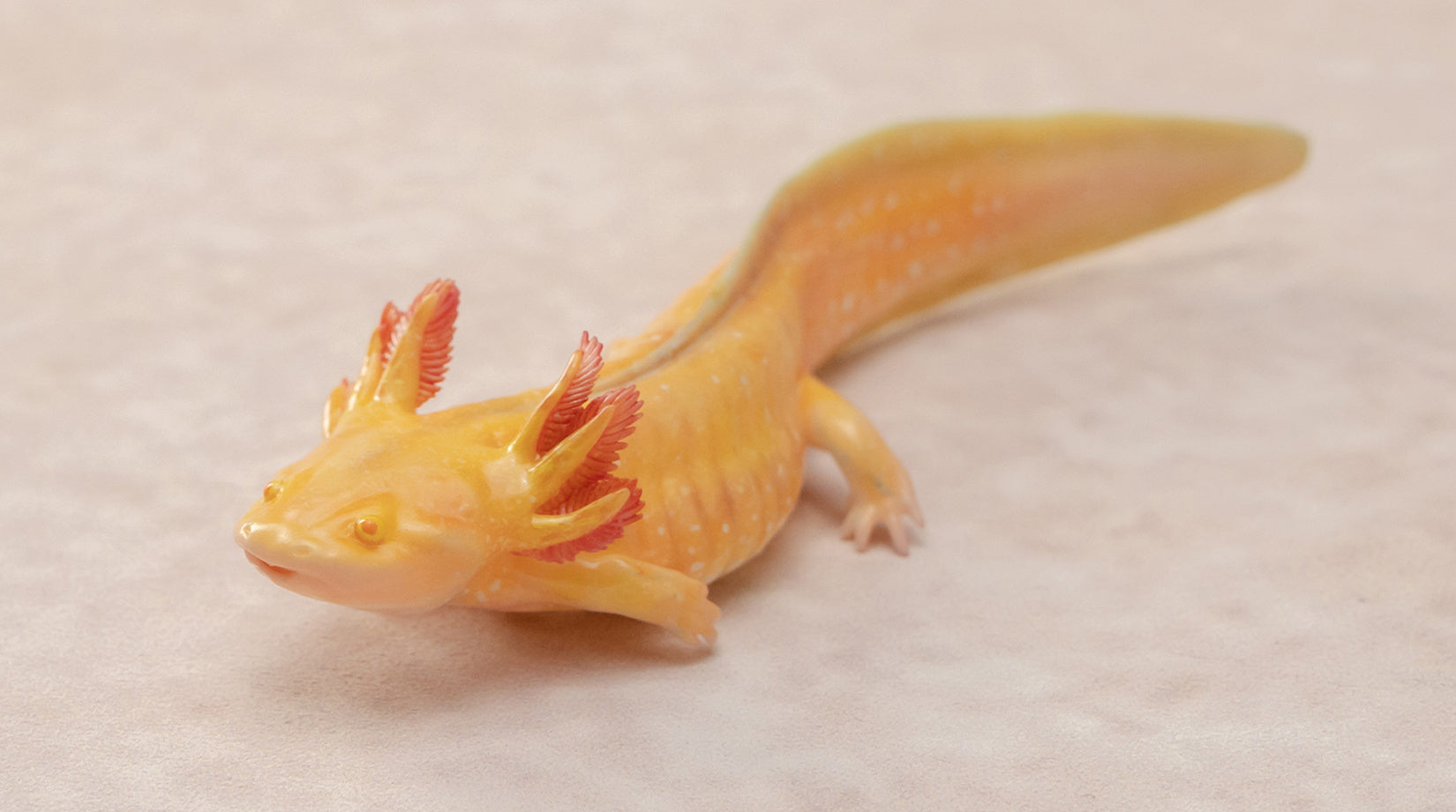1:2 Scale Ambystoma Mexicanum Model Axolotl Figure