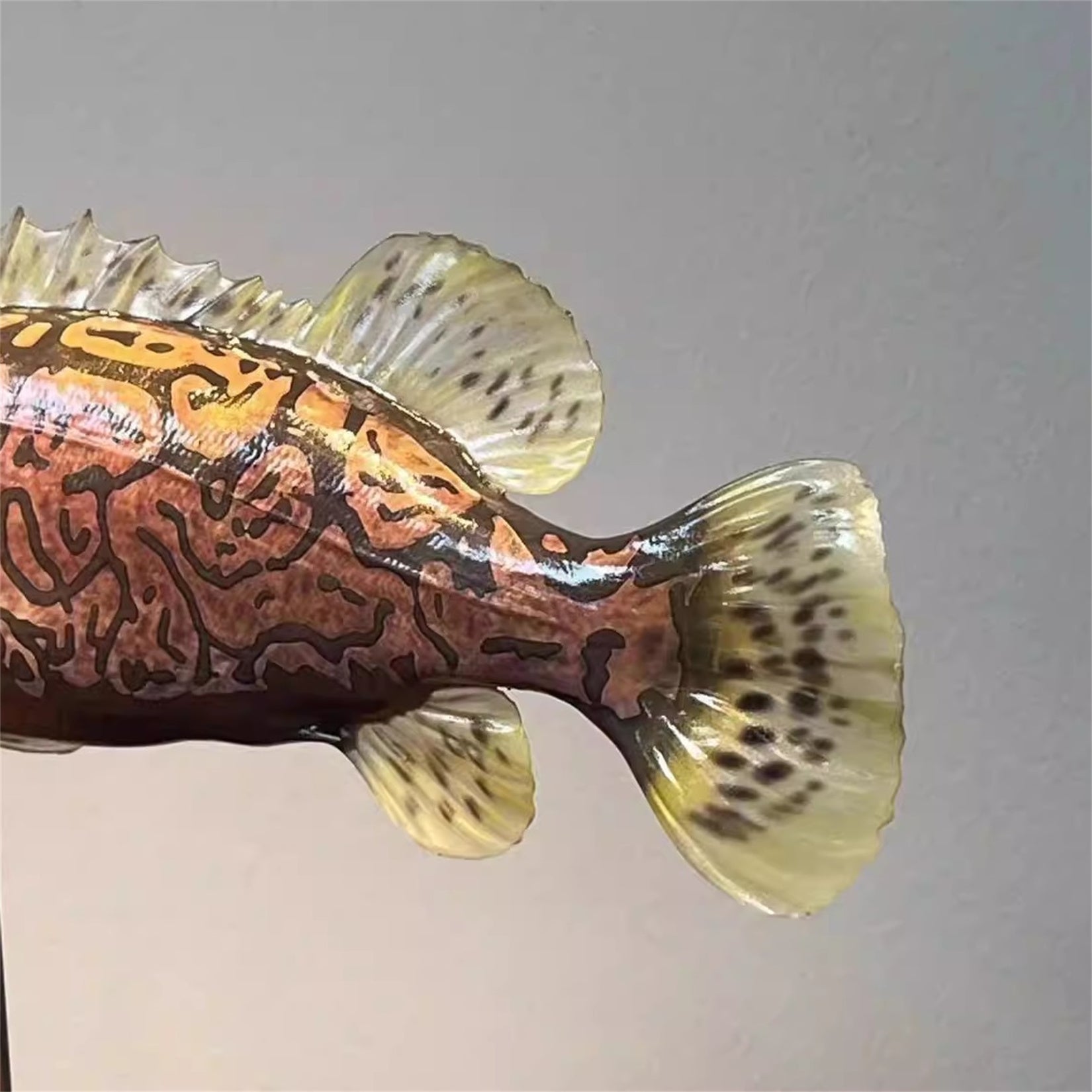 Modèle 3D de Siniperca Scherzeri