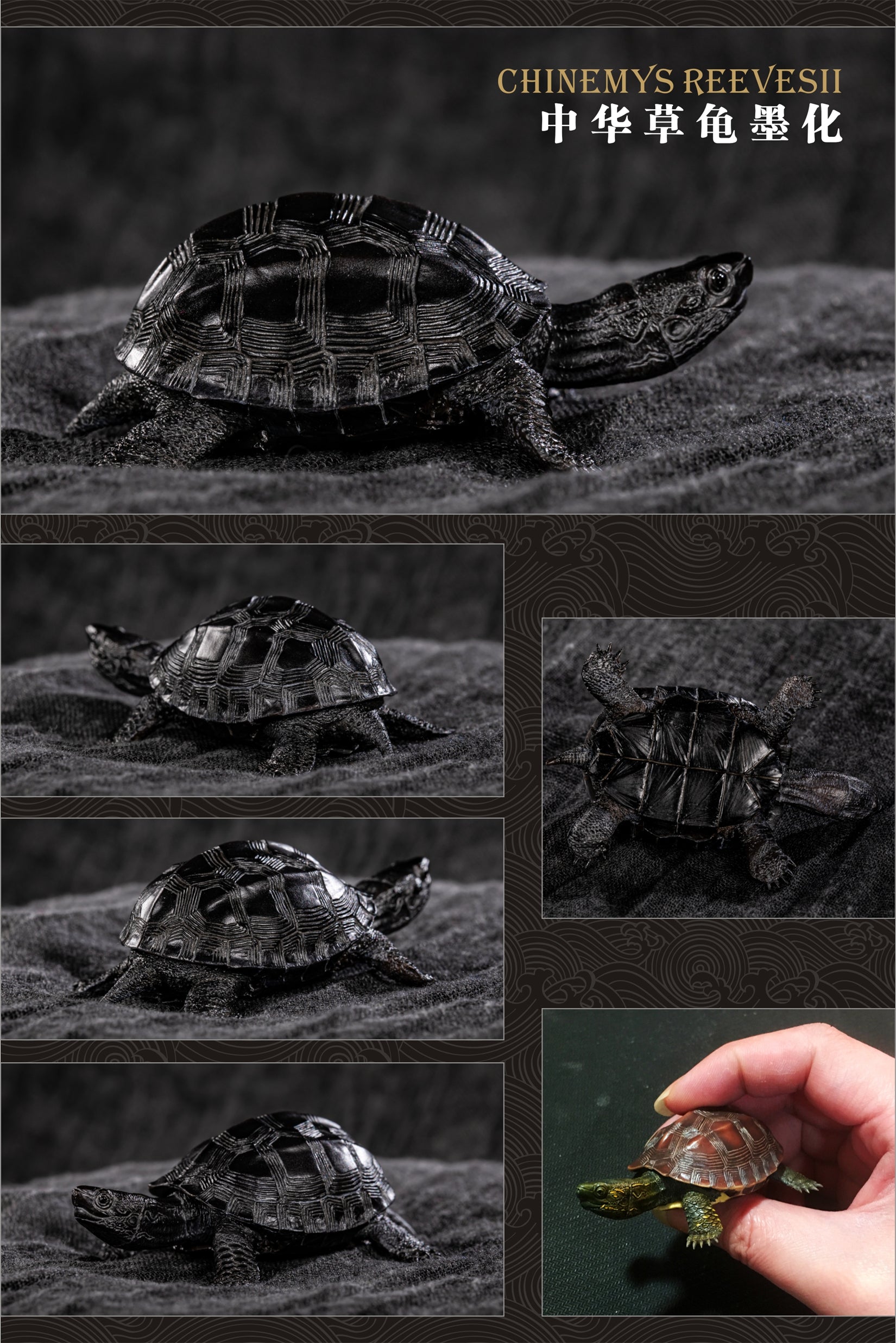 Turtle Model Series
