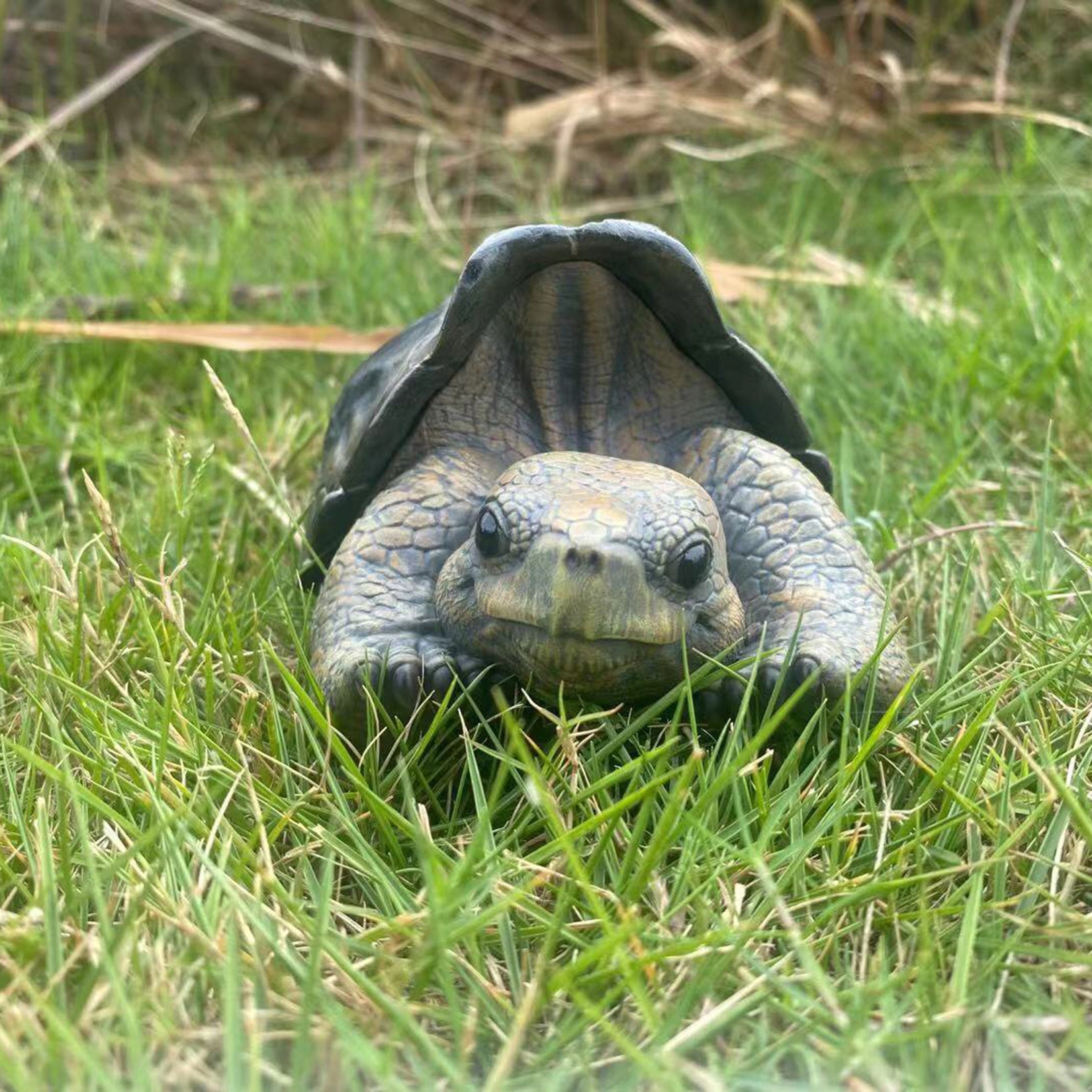 BOWUZHI Studio Galapagos Giant Tortoise Model
