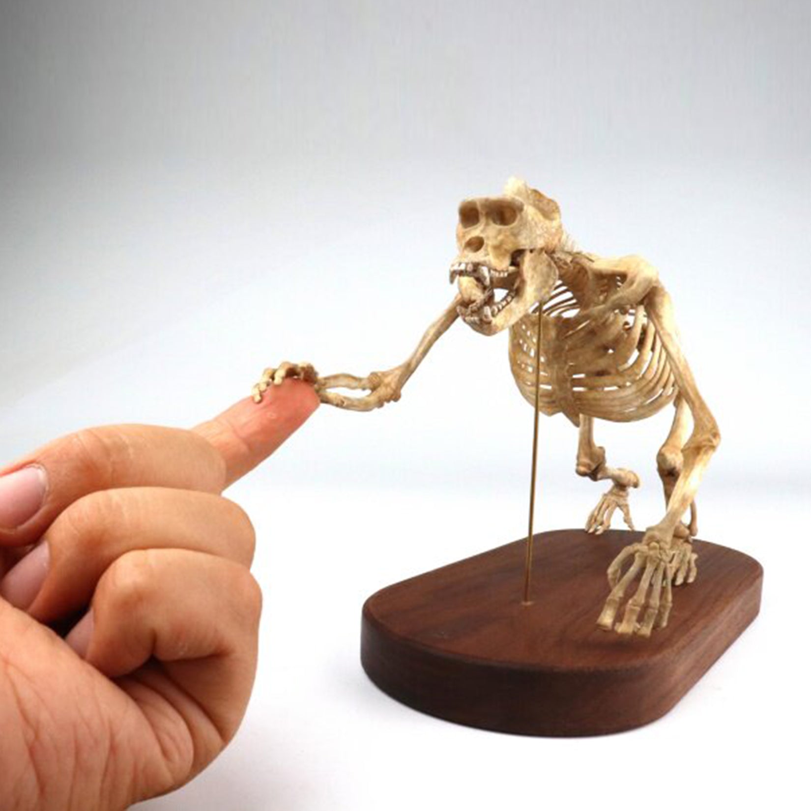 1:10 Scale 3D Printed Gorilla Skeleton Figurine