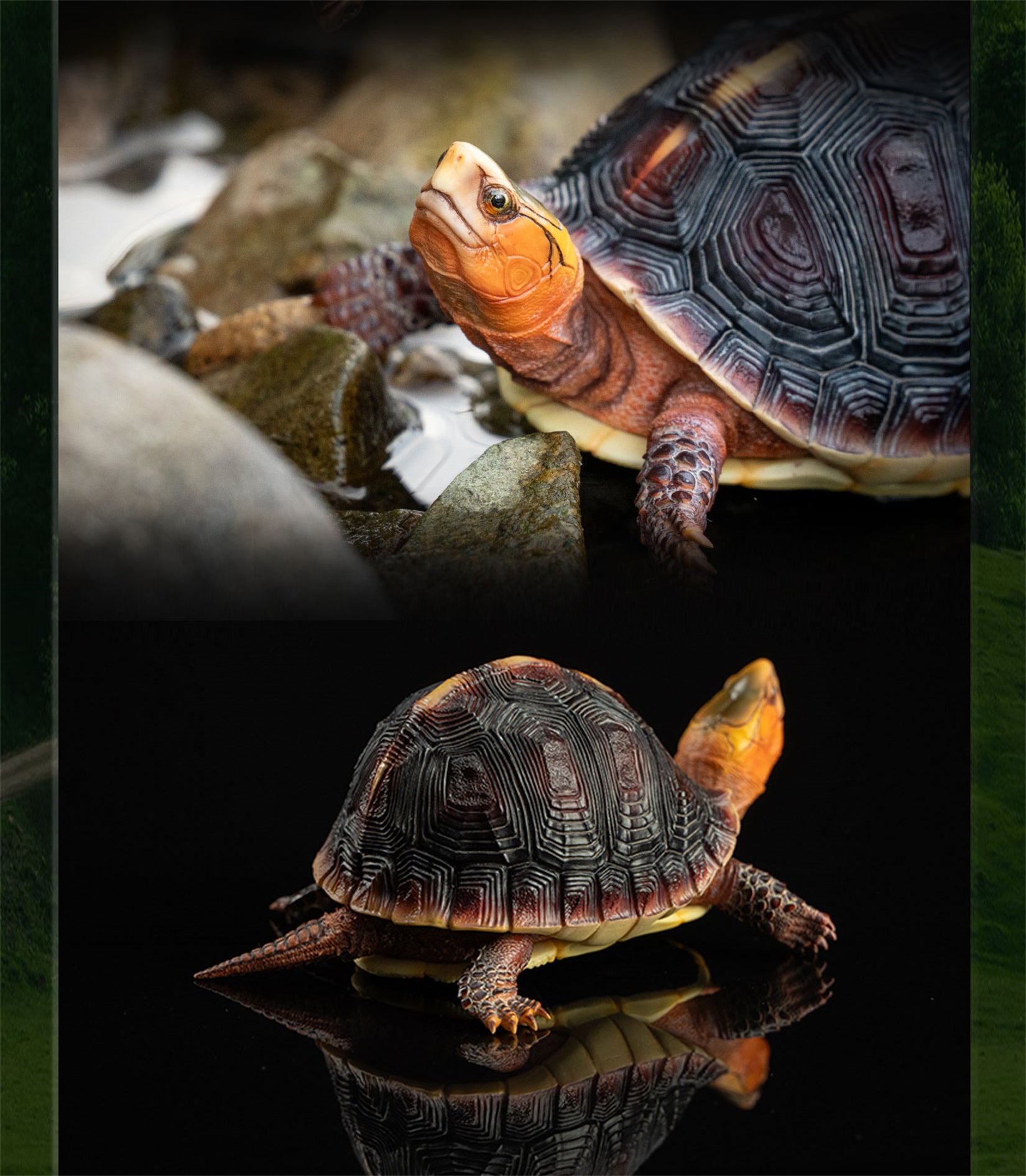 Cuora Flavomarginata Turtle Model
