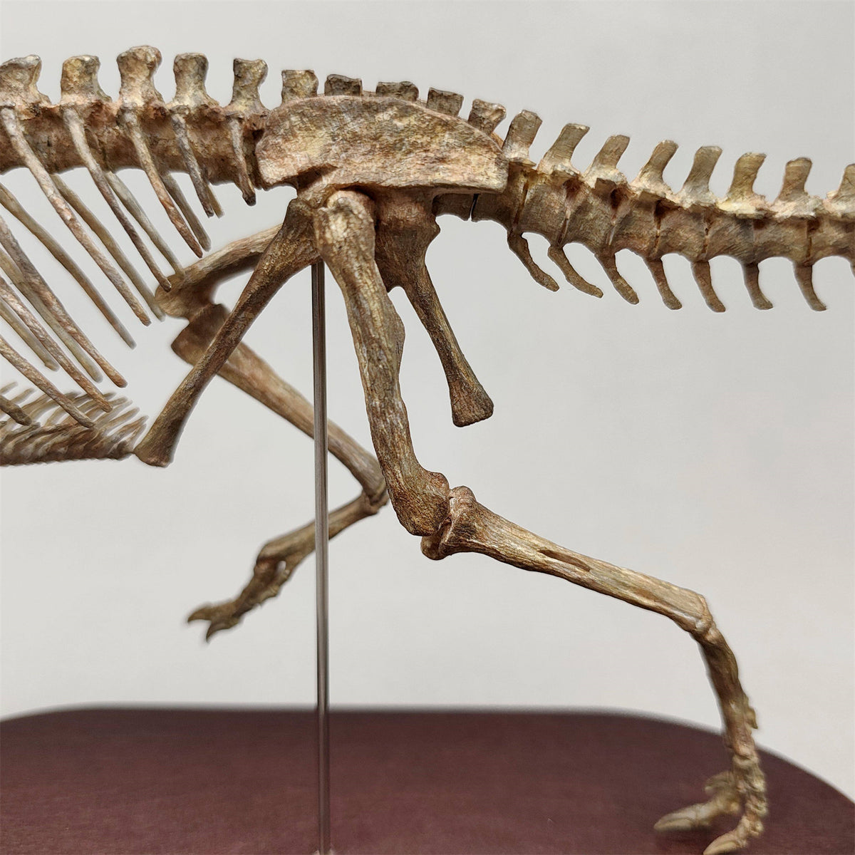 3D Printed 1:10 Scale Dilophosaurus Running Skull Model