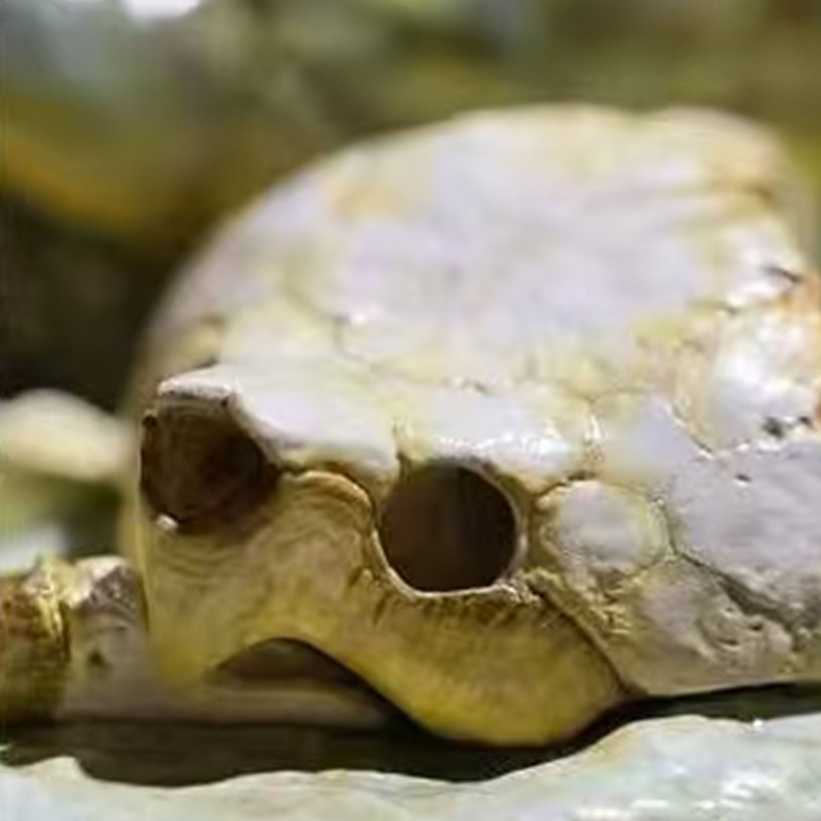 Animal Heavenly Body Plus Alligator Snapping Turtle Figurine