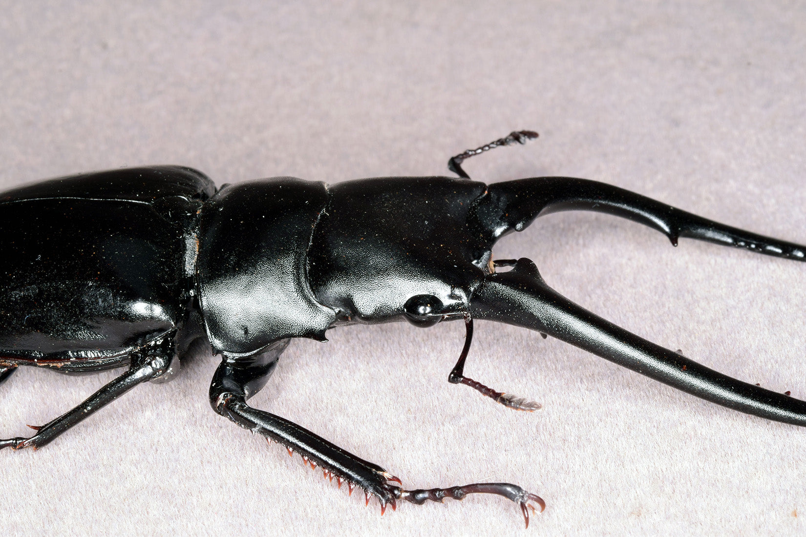 Wunderschöne Chemiepuppe im Maßstab 1:6