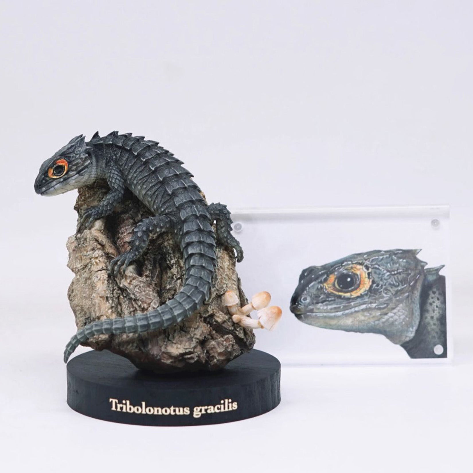 Schildkröten-Serie Tiermodell