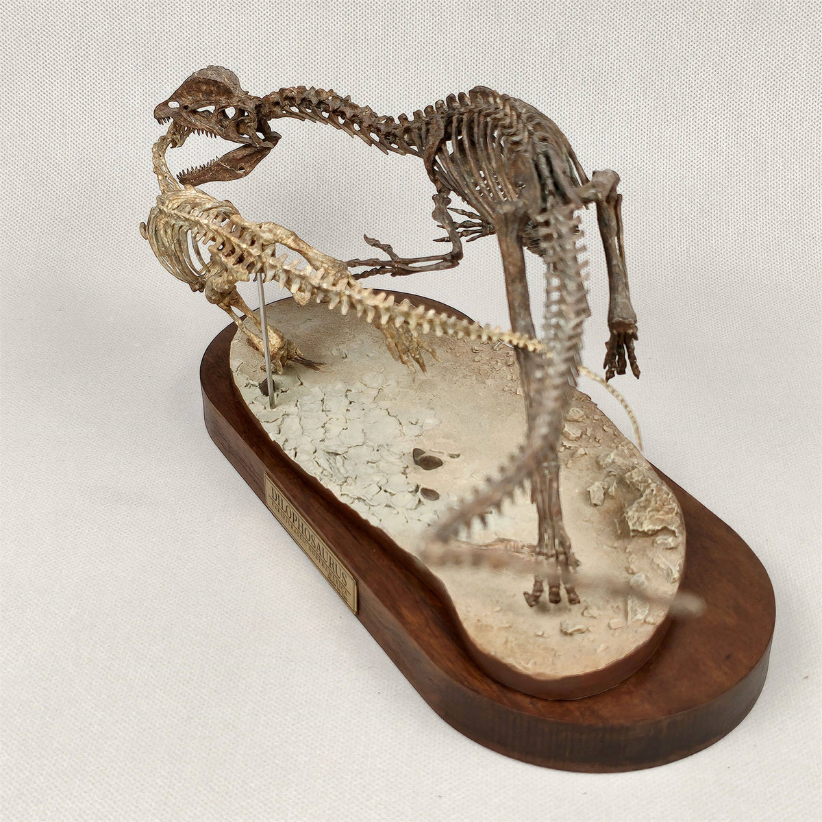 3D Printed 1:10 Scale Dilophosaurus Hunting Skull Model