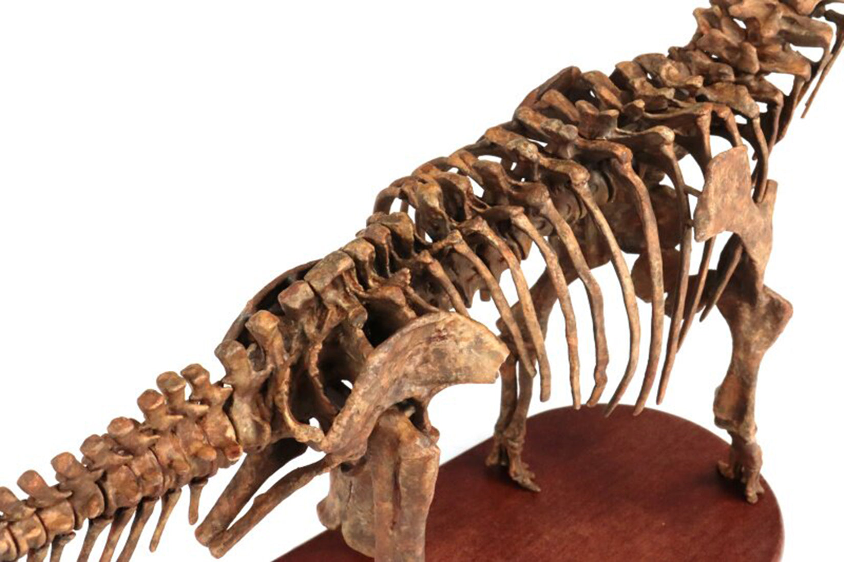 1:35 Scale 3D Printed Camarasaurus Skeleton Dinosaur Figurine