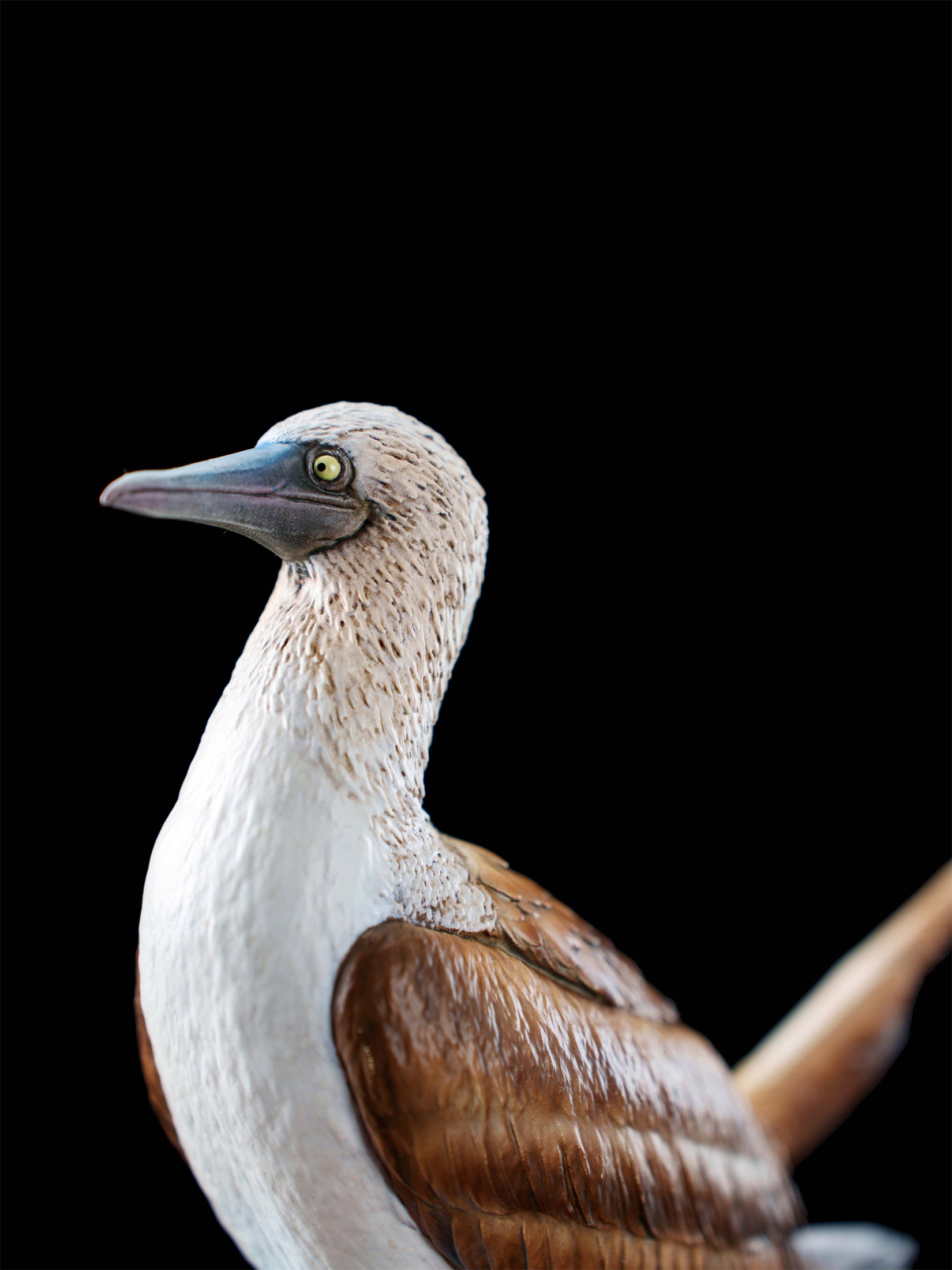 Schildkröten-Serie Tiermodell