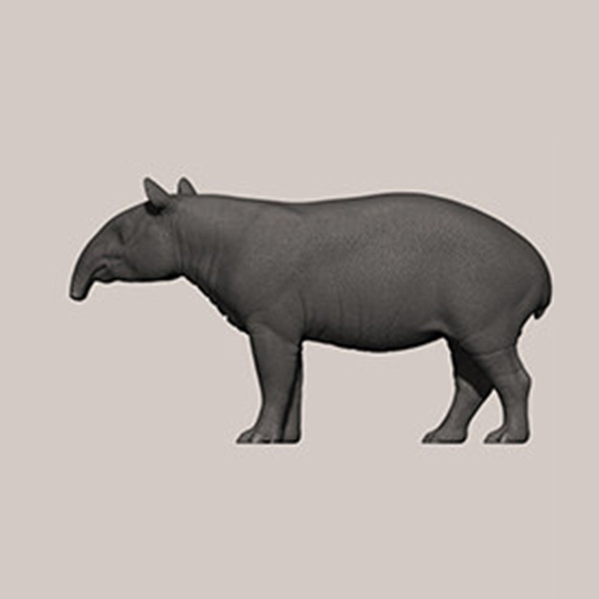 DAFEI Hippopotamus amphibius Modell