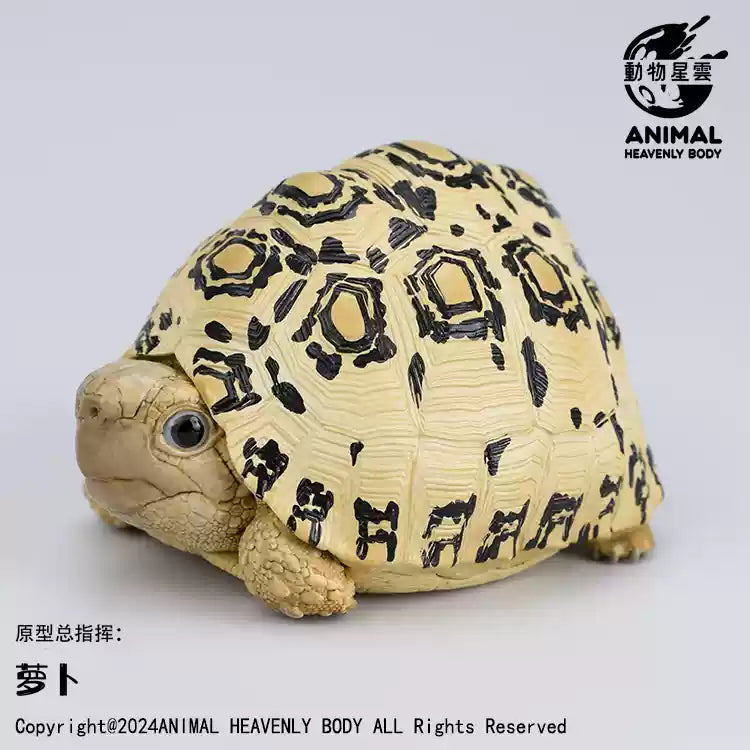 Animal Heavenly Body 22 Turtle Blind Box Model