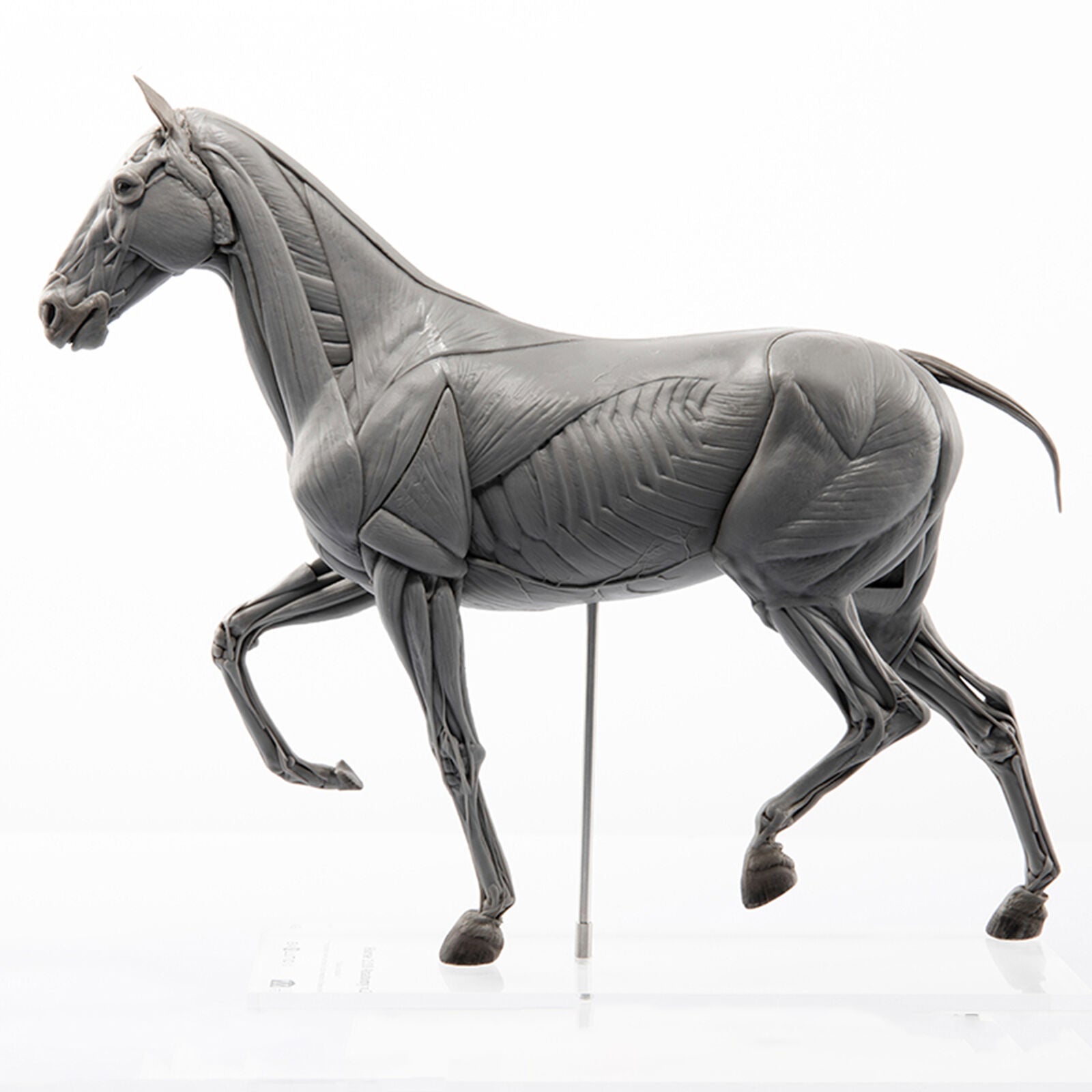 EVOLABORATORY Horse Muscle Anatomy Model