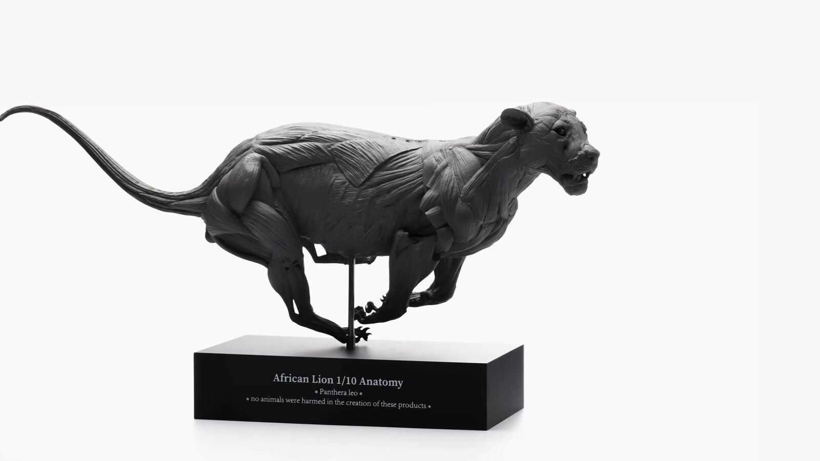 EVOLABORATORY 1/10 African Lion Muscle Anatomy Model