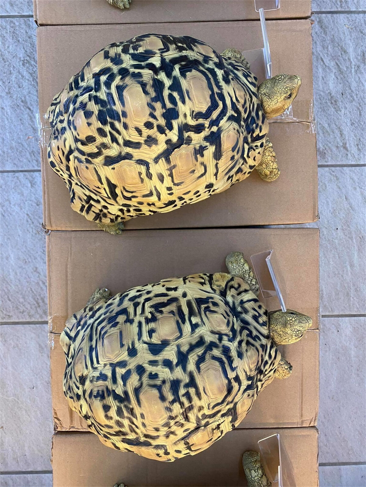 Leopard Tortoise Model