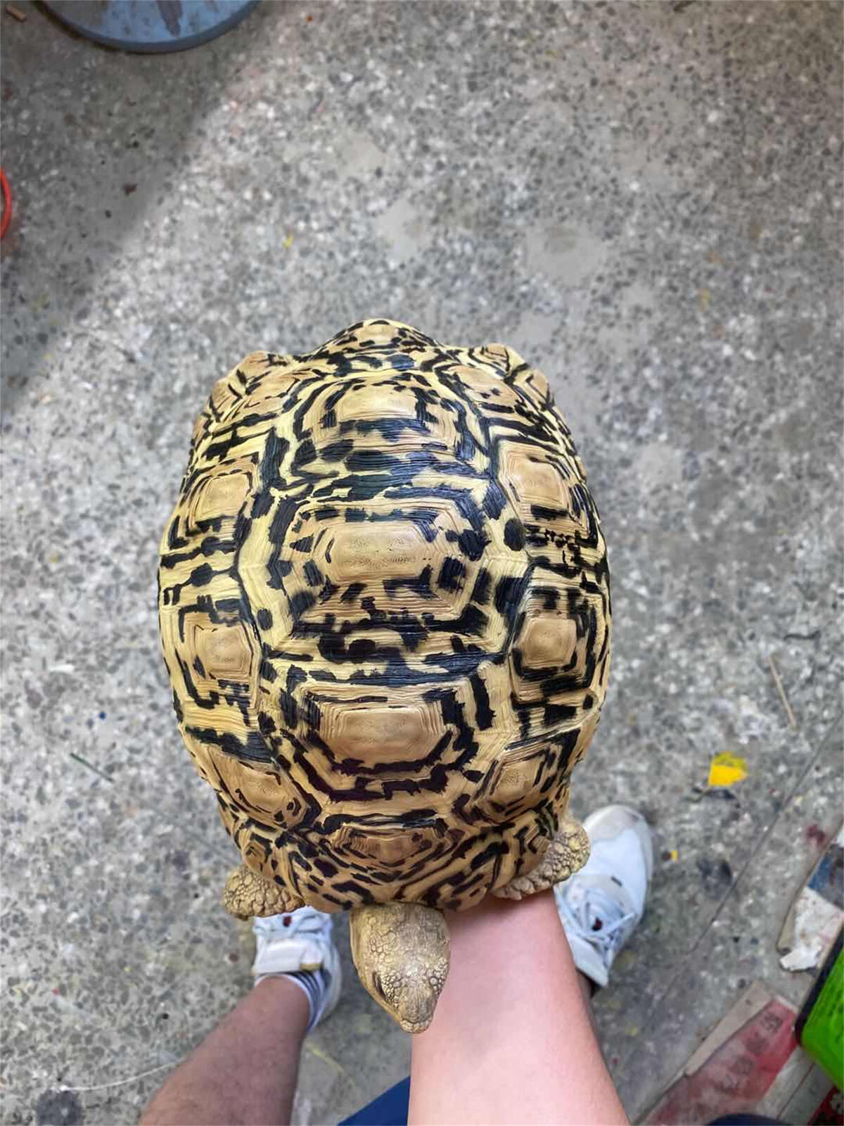 Leopard Tortoise Model