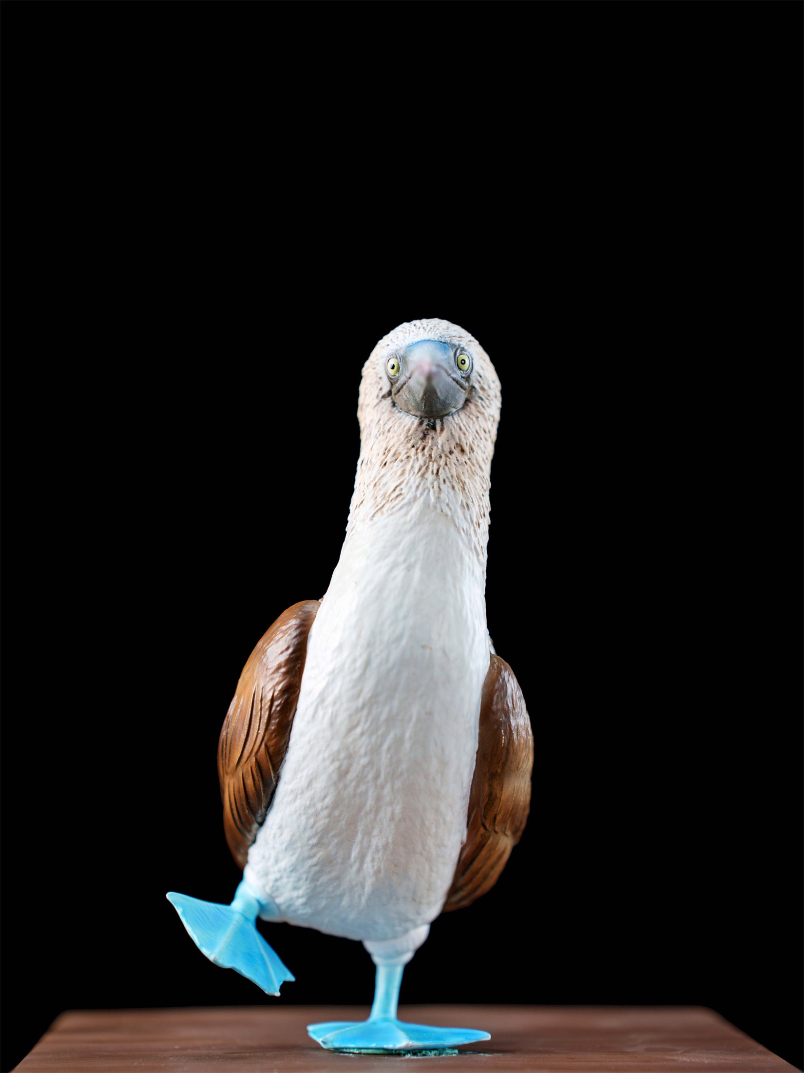 Schildkröten-Serie Tiermodell