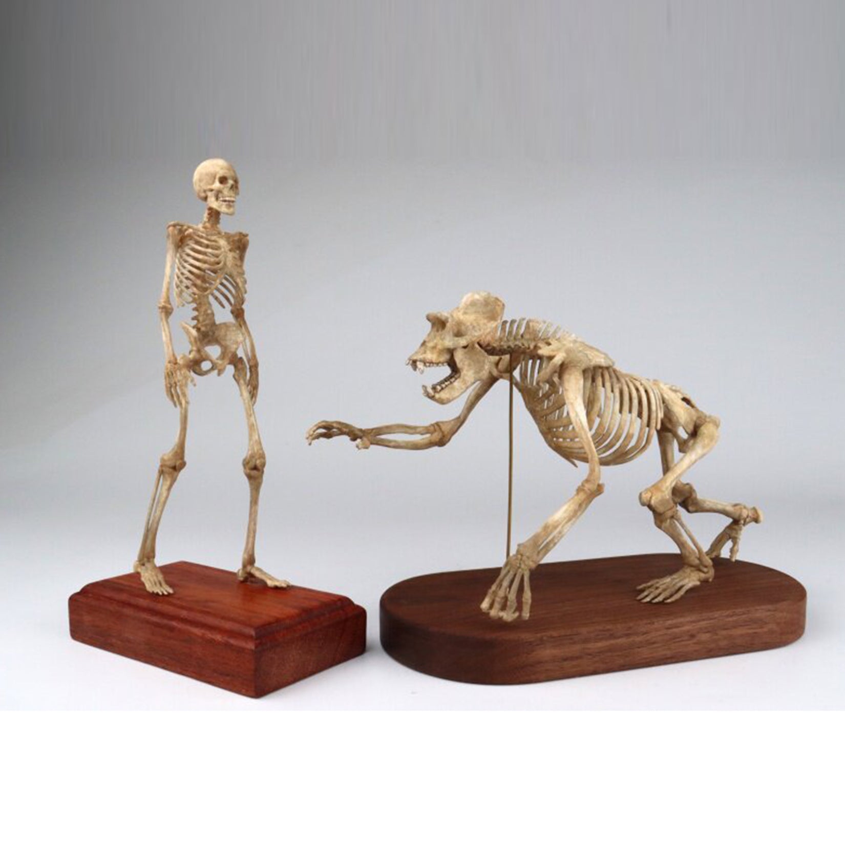 1:10 Scale 3D Printed Gorilla Skeleton Figurine