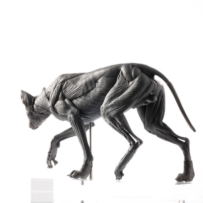 EVOLABORATORY 1/8 Wolf Muscle Anatomy Model