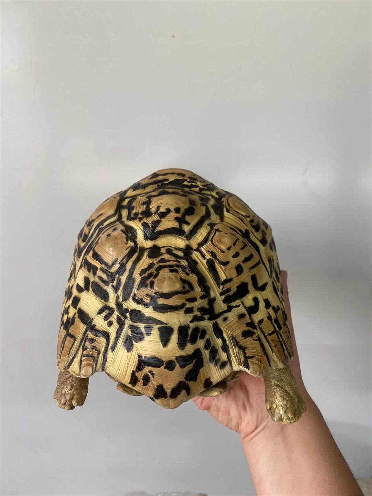 Leopard Tortoise Model