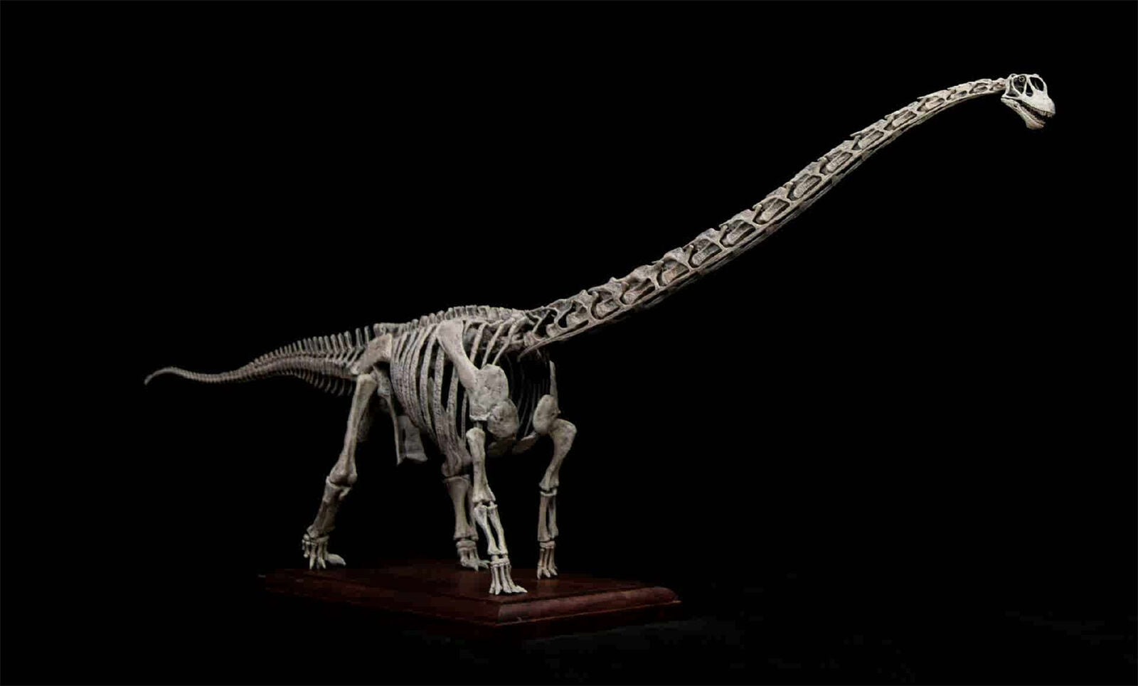 VWUVWU 1/20 Mamenchisaurus Youngi Skeleton Model